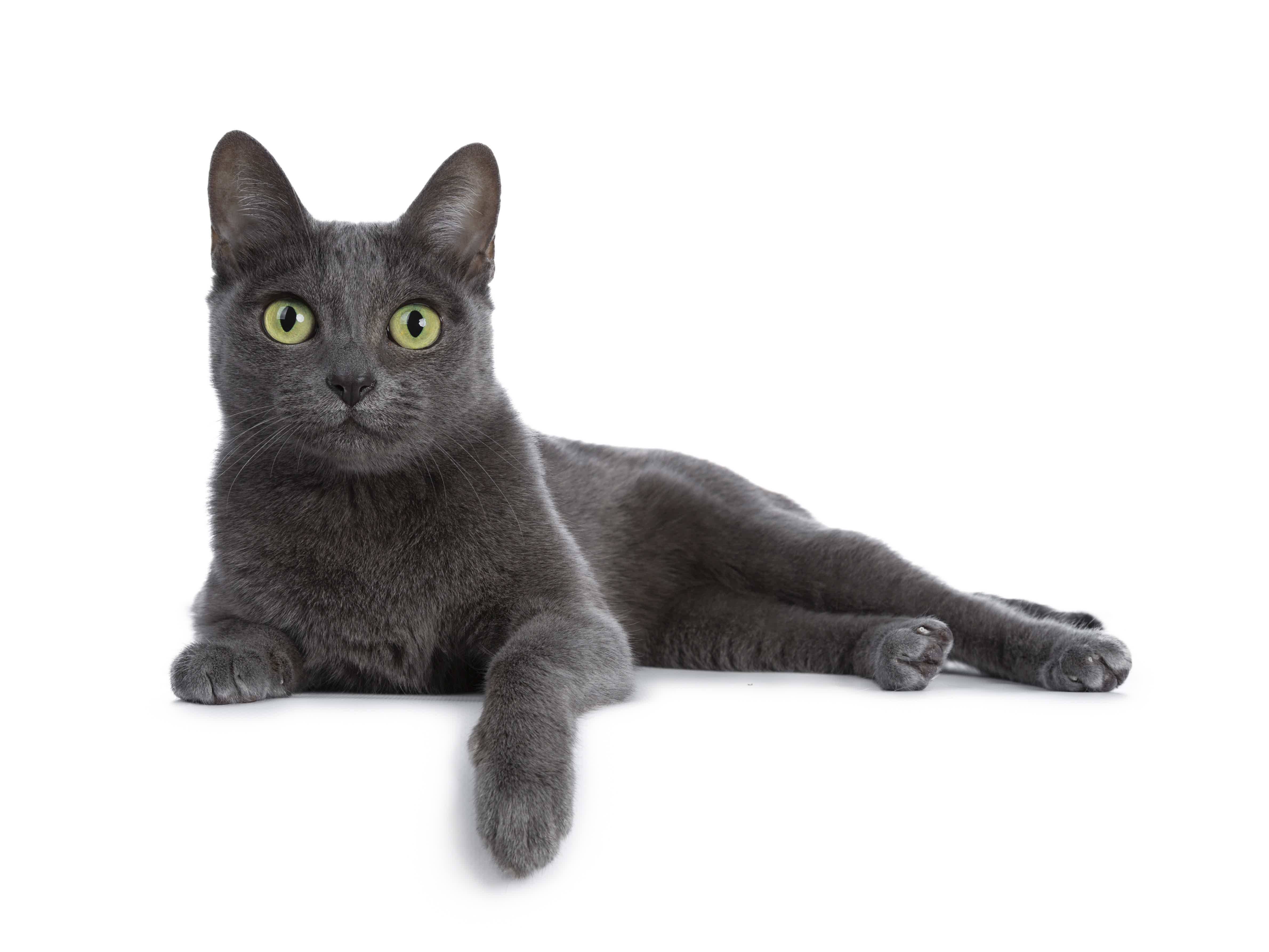 Conheça o gato Korat. Fonte: Adobe Stock.