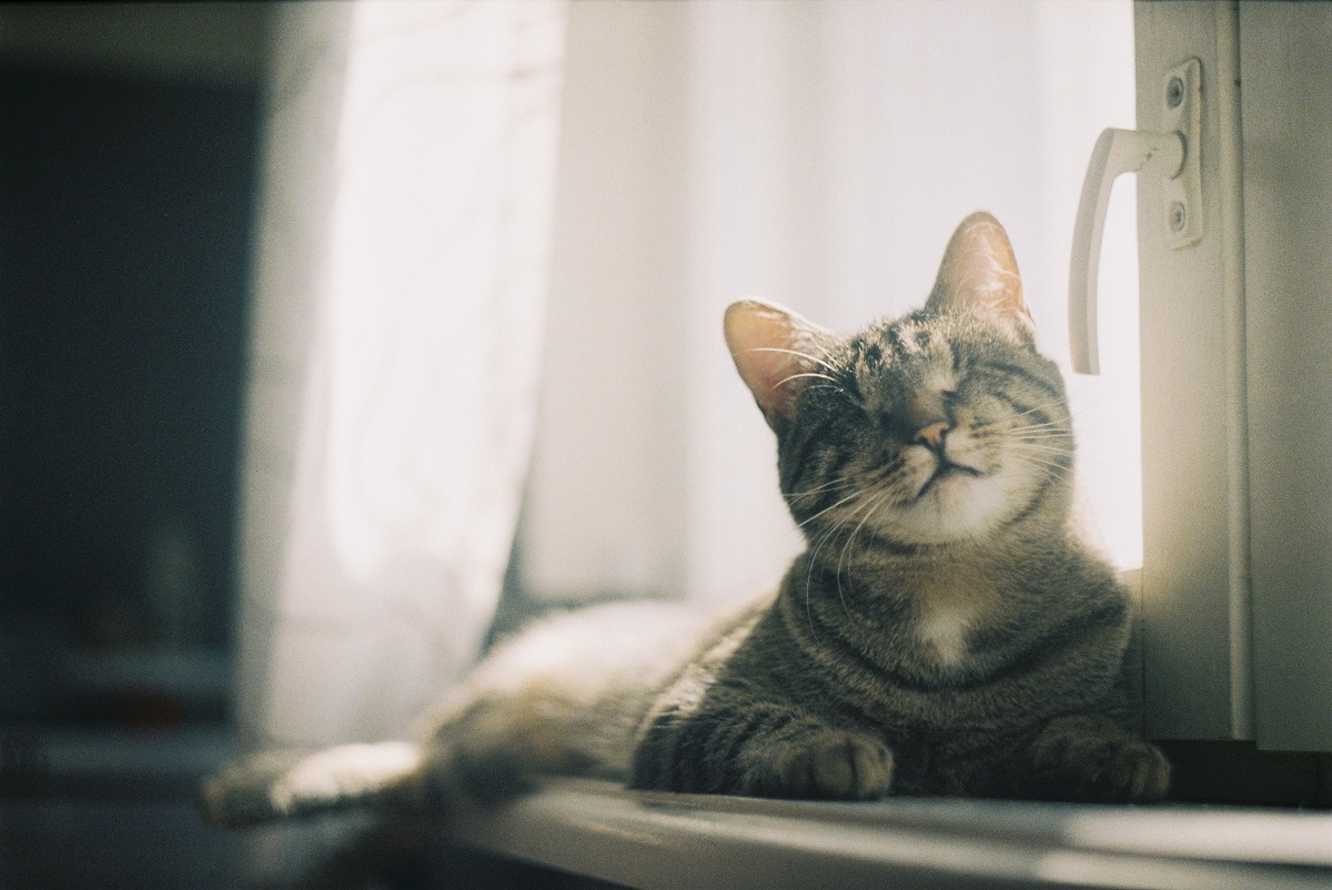Separamos dicas para te ajudar a cuidar do seu gato caso ele seja ou fique cego. Fonte: Unsplash.