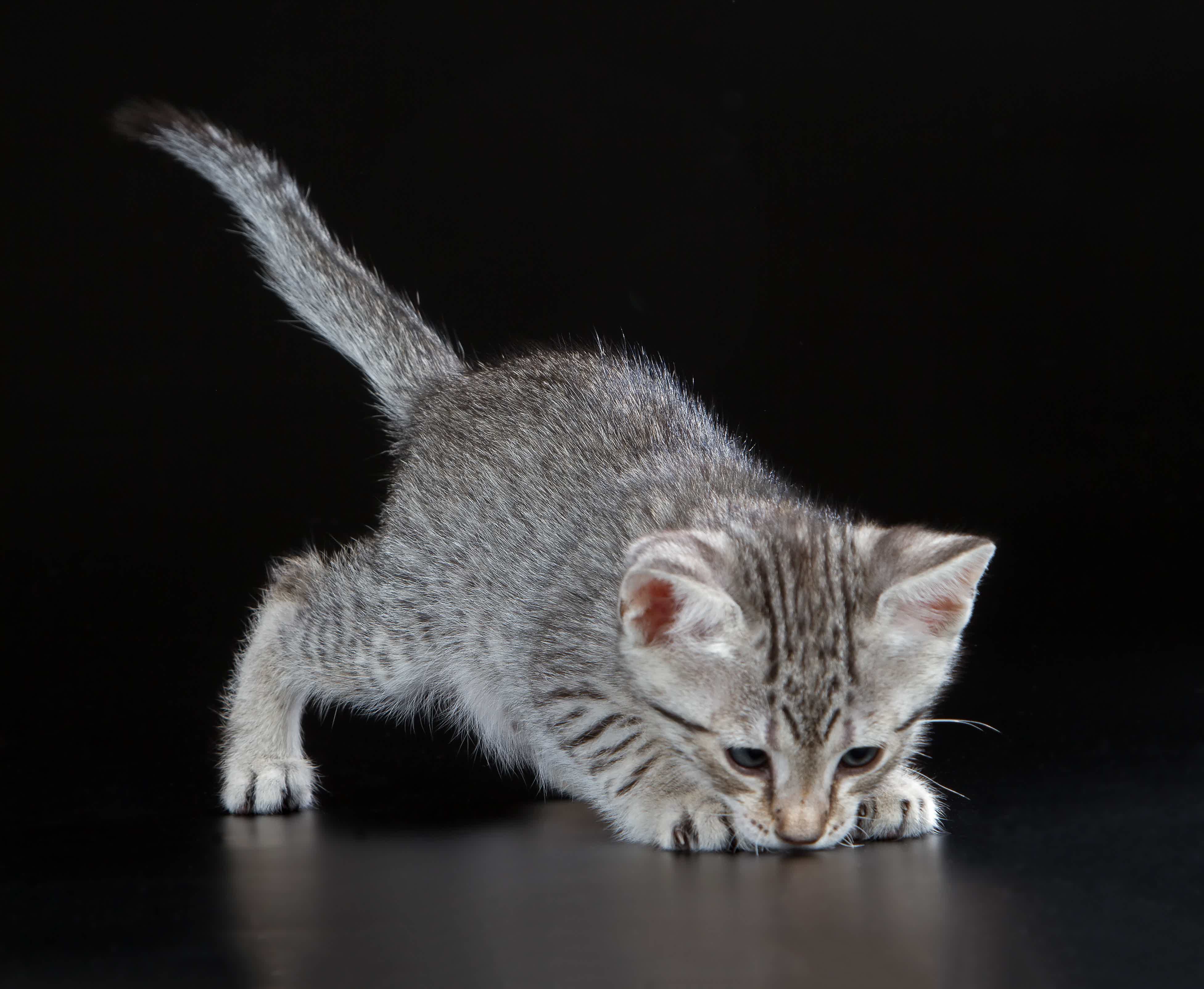 Então, você conhece o gato Mau Egípcio? Fonte: Adobe Stock.