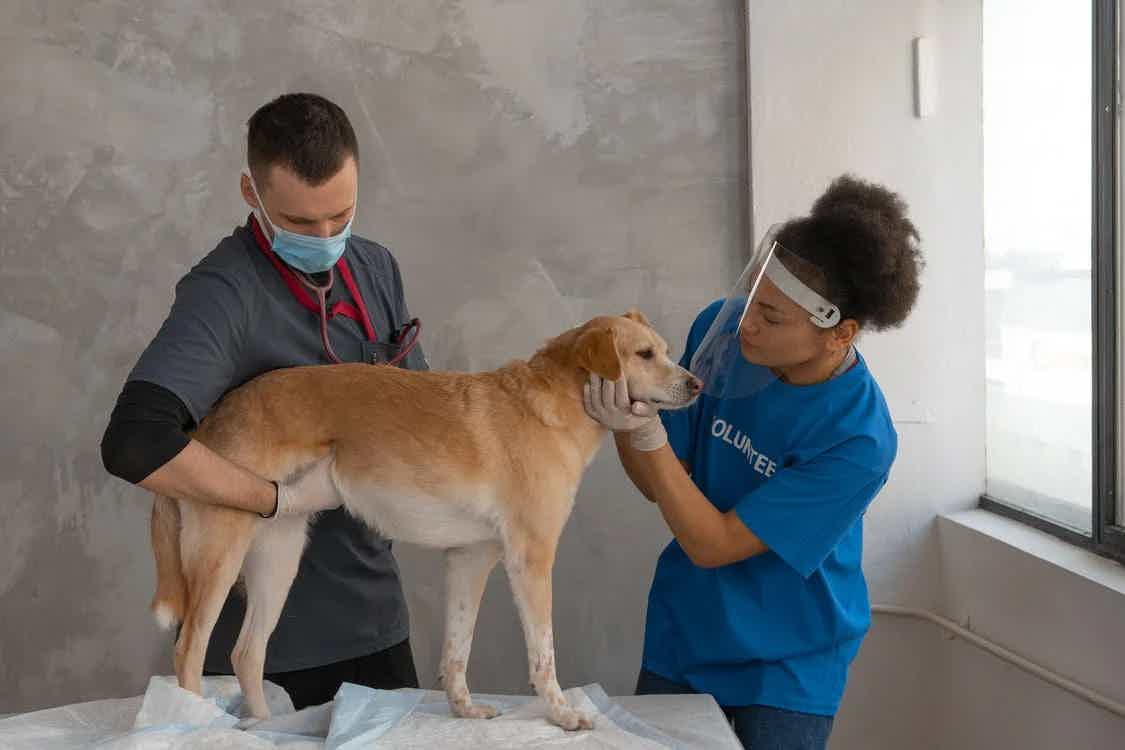 Veterinários tratando cão
