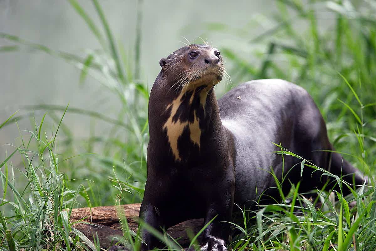 A Ariranha é um animal típico do Brasil. Fonte: AdobeStock.