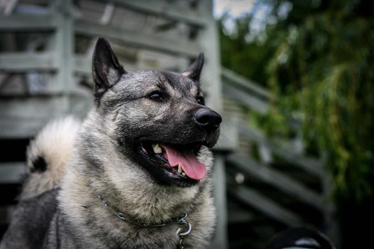 Então, quanto custa um cachorro da raça? Fonte: Adobe Stock.