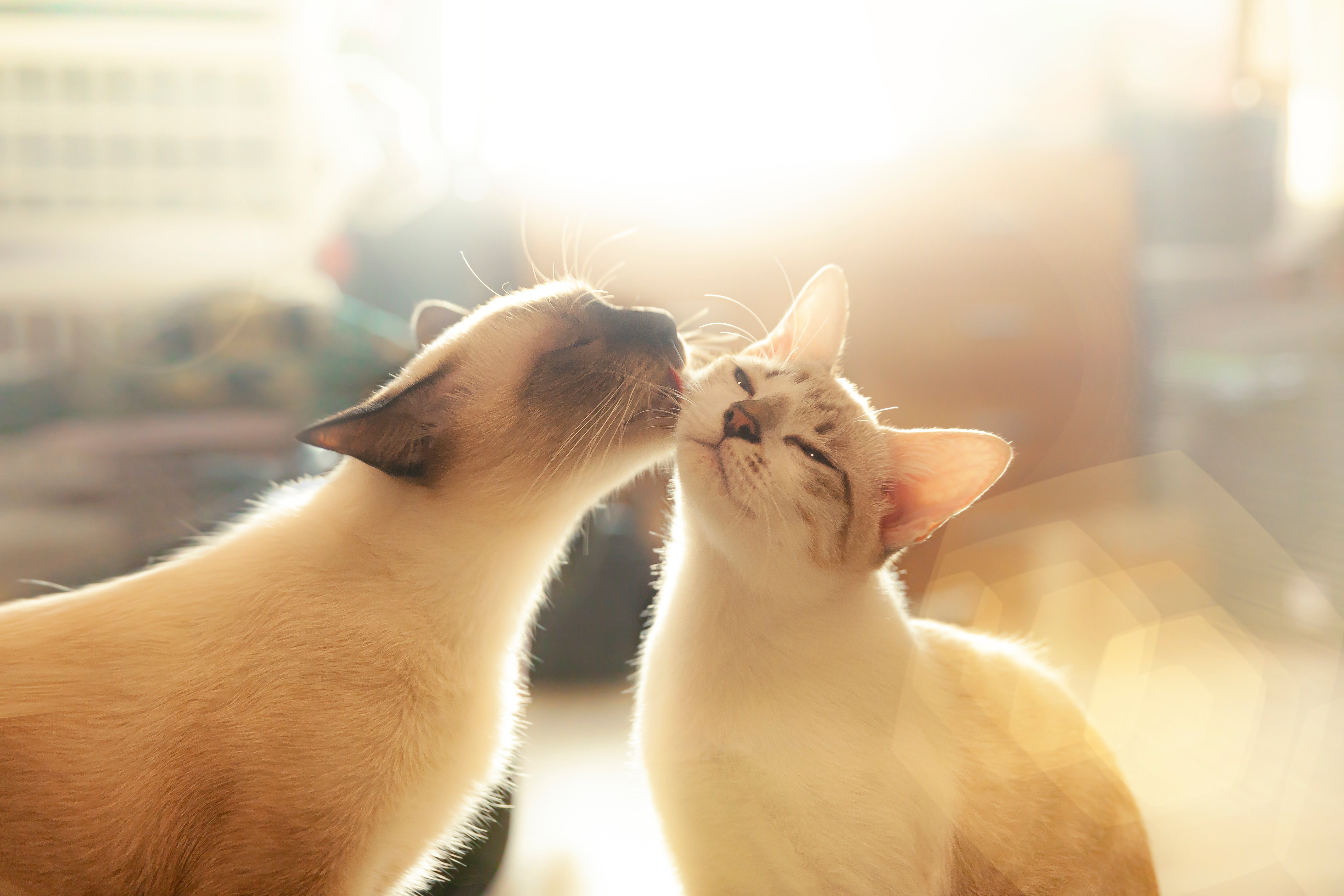 Veja algumas dicas para que os gatos convivam pacificamente. Fonte: AdobeStock.