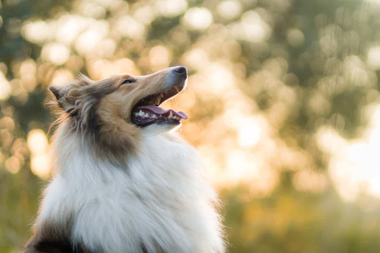 cachorro Collie de lado