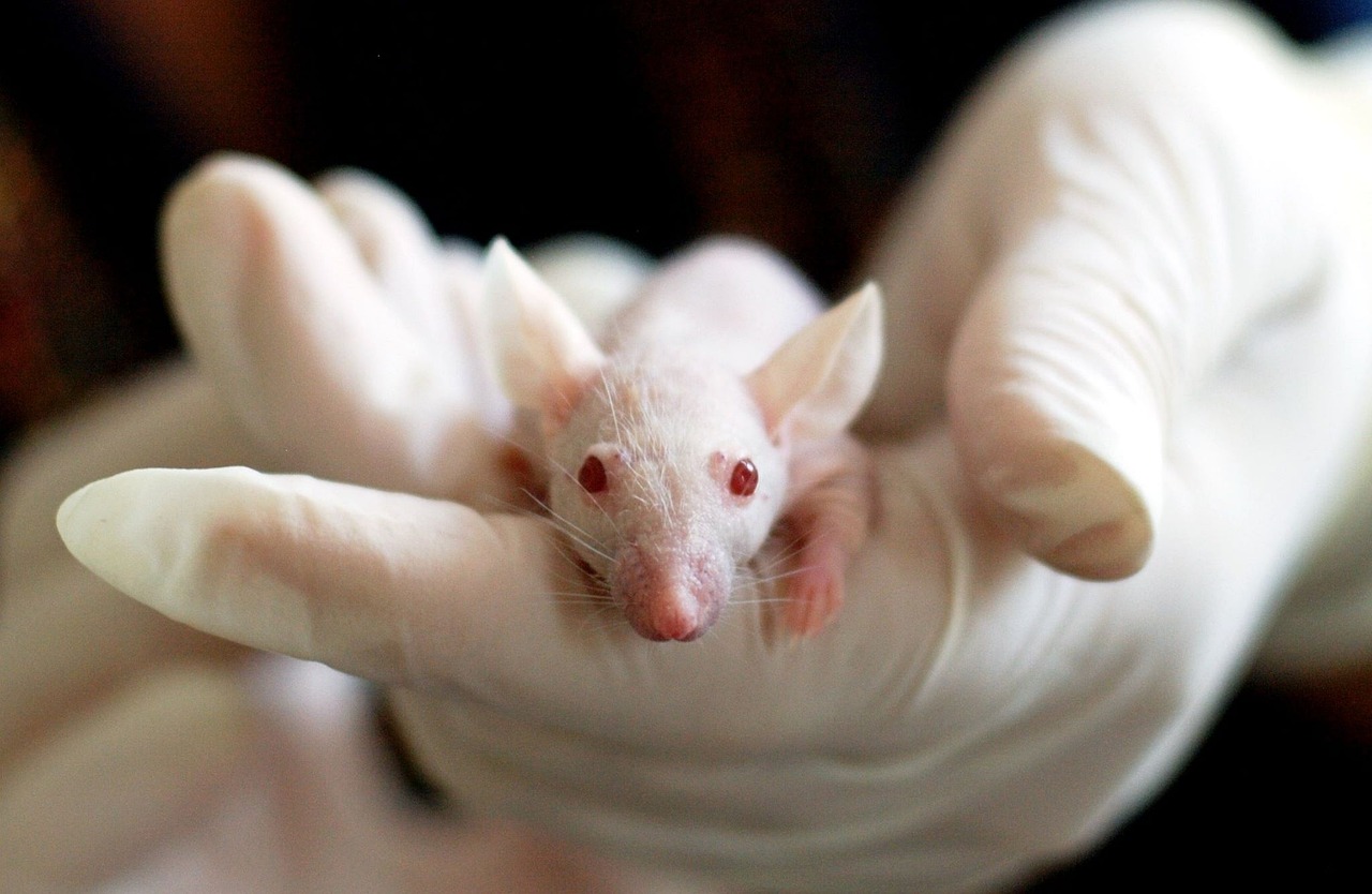Ratinho na mão de cientista