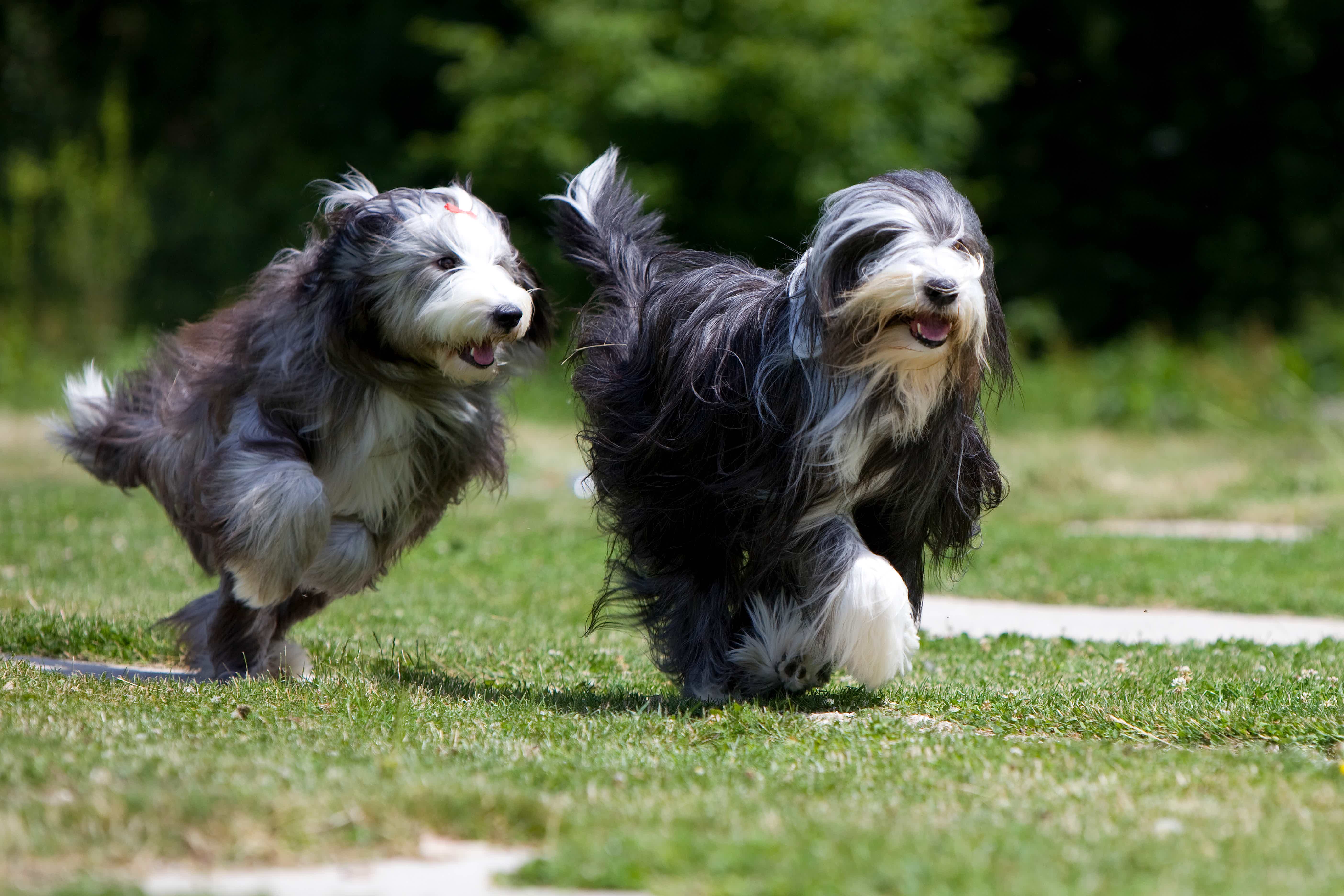 Dois cachorros Bearded Collie correndo