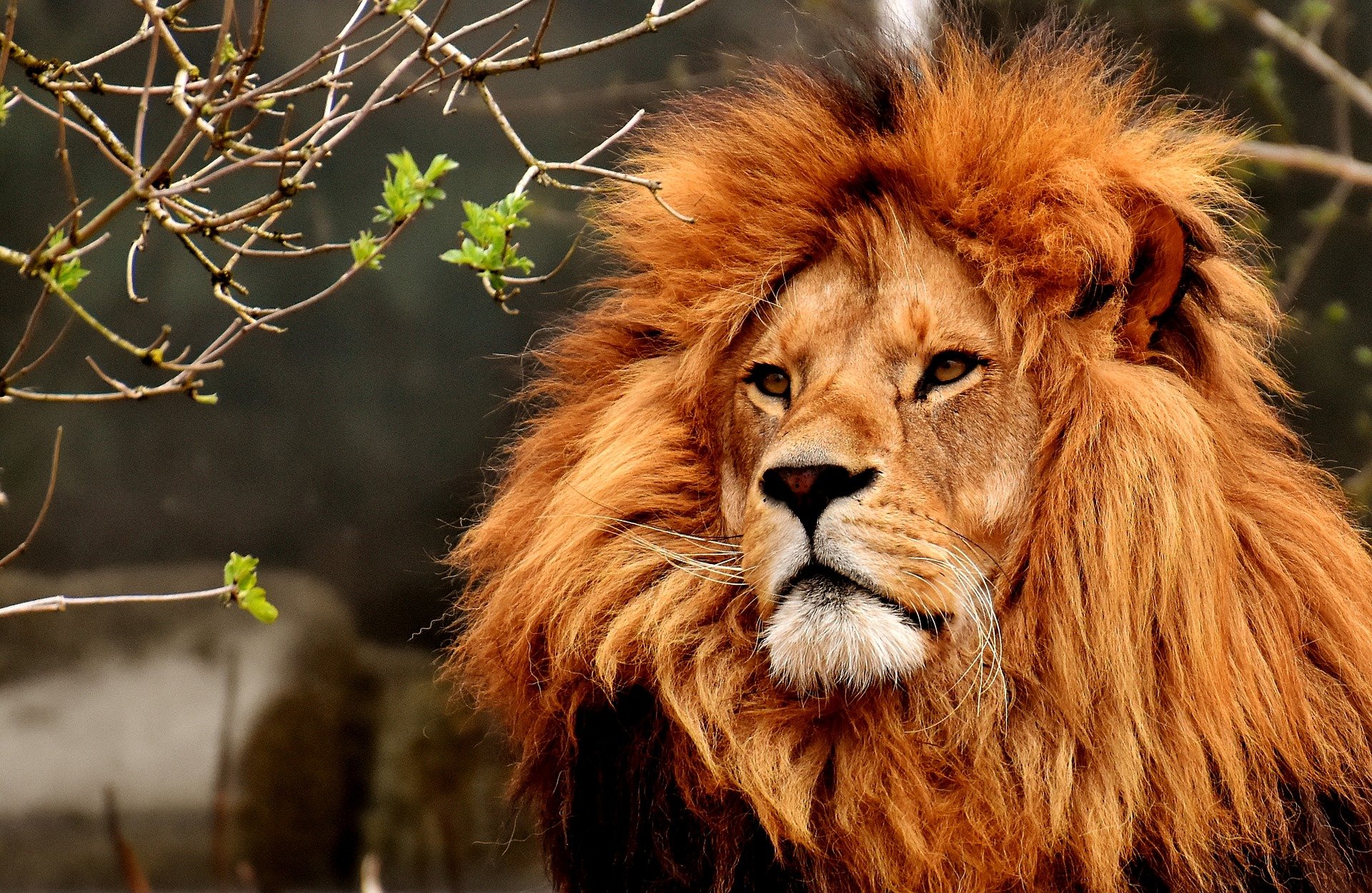 Você não precisa temer o leão do Imposto de Renda. Crédito: Pixabay / Alexas Fotos