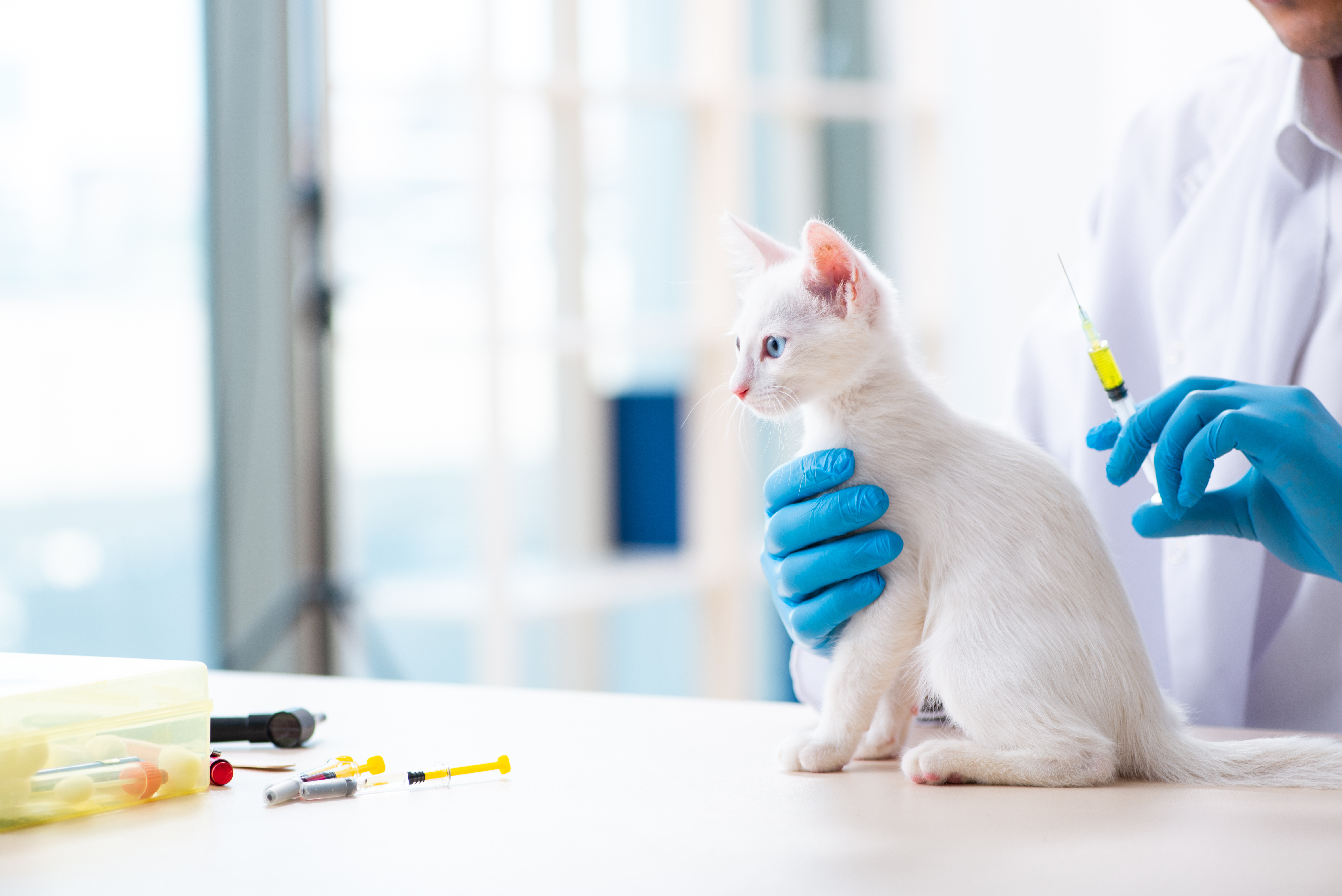 Então, confira as principais vacinas para aplicar no seu gato! Fonte: AdobeStock.