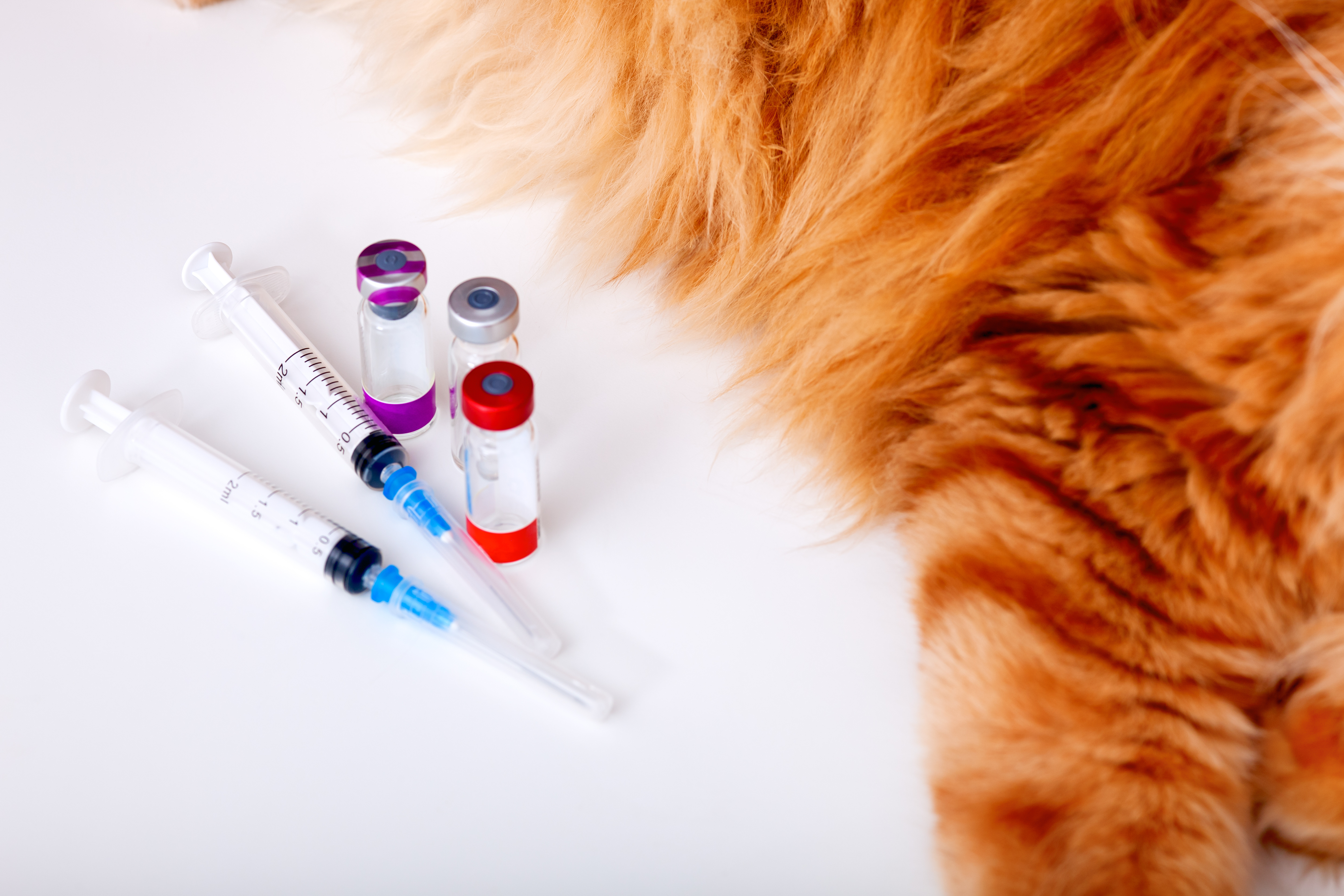 Afinal, quais as vantagens de vacinar seu pet? Fonte: AdobeStock.