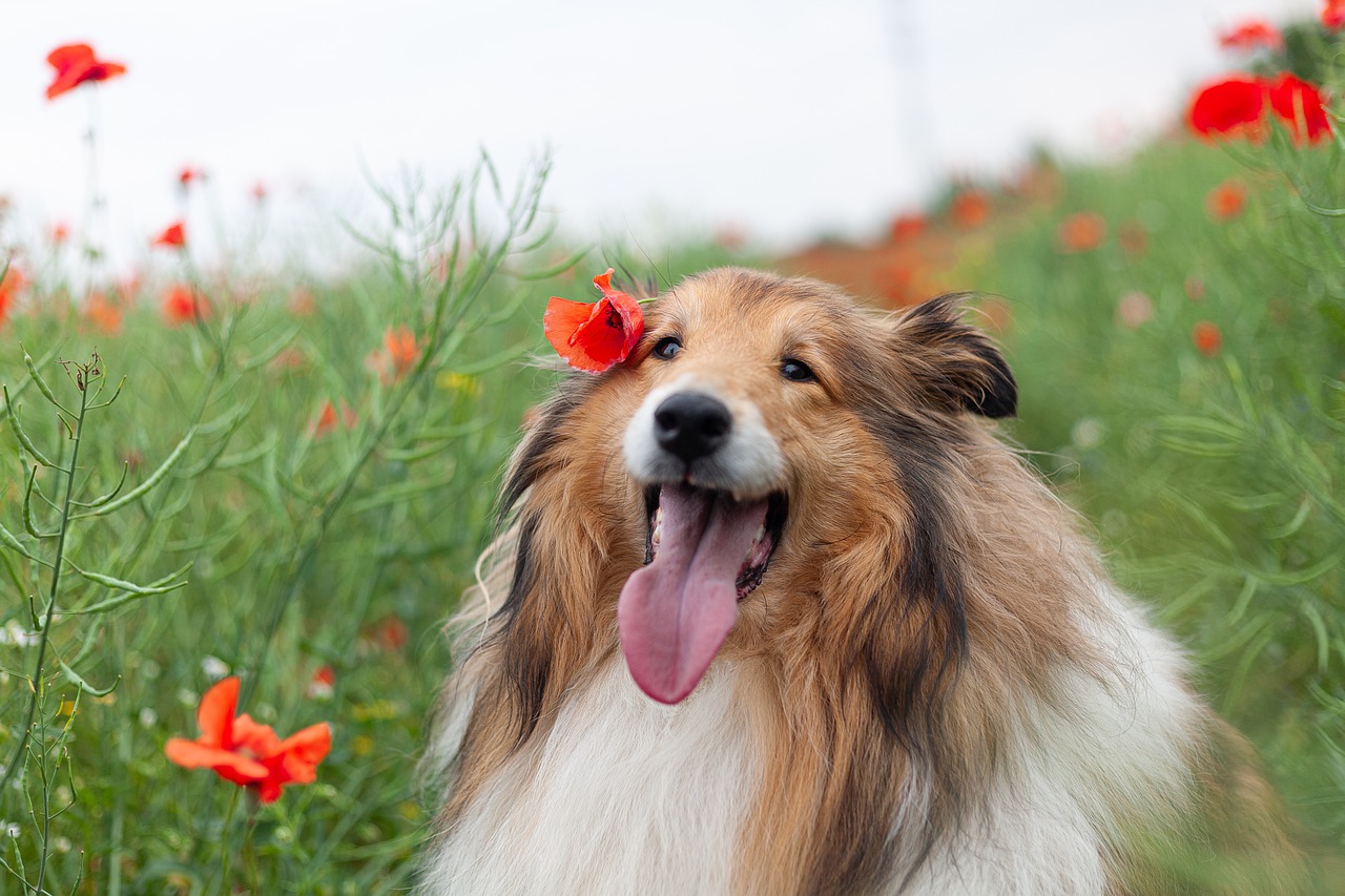 Afinal, qual é o cachorro Collie? Fonte: Pixabay.