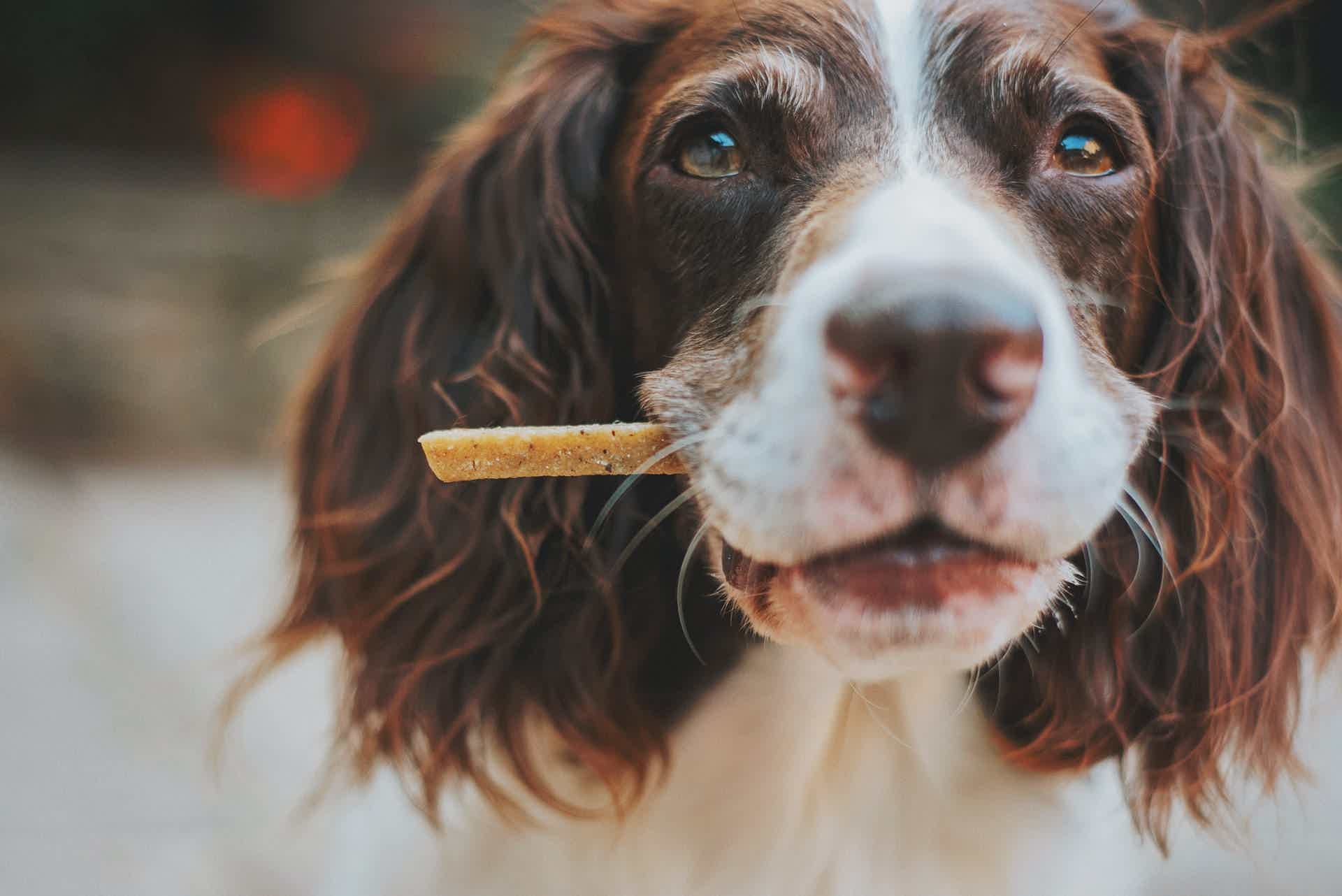 Conheça o curso de snacks naturais para pets