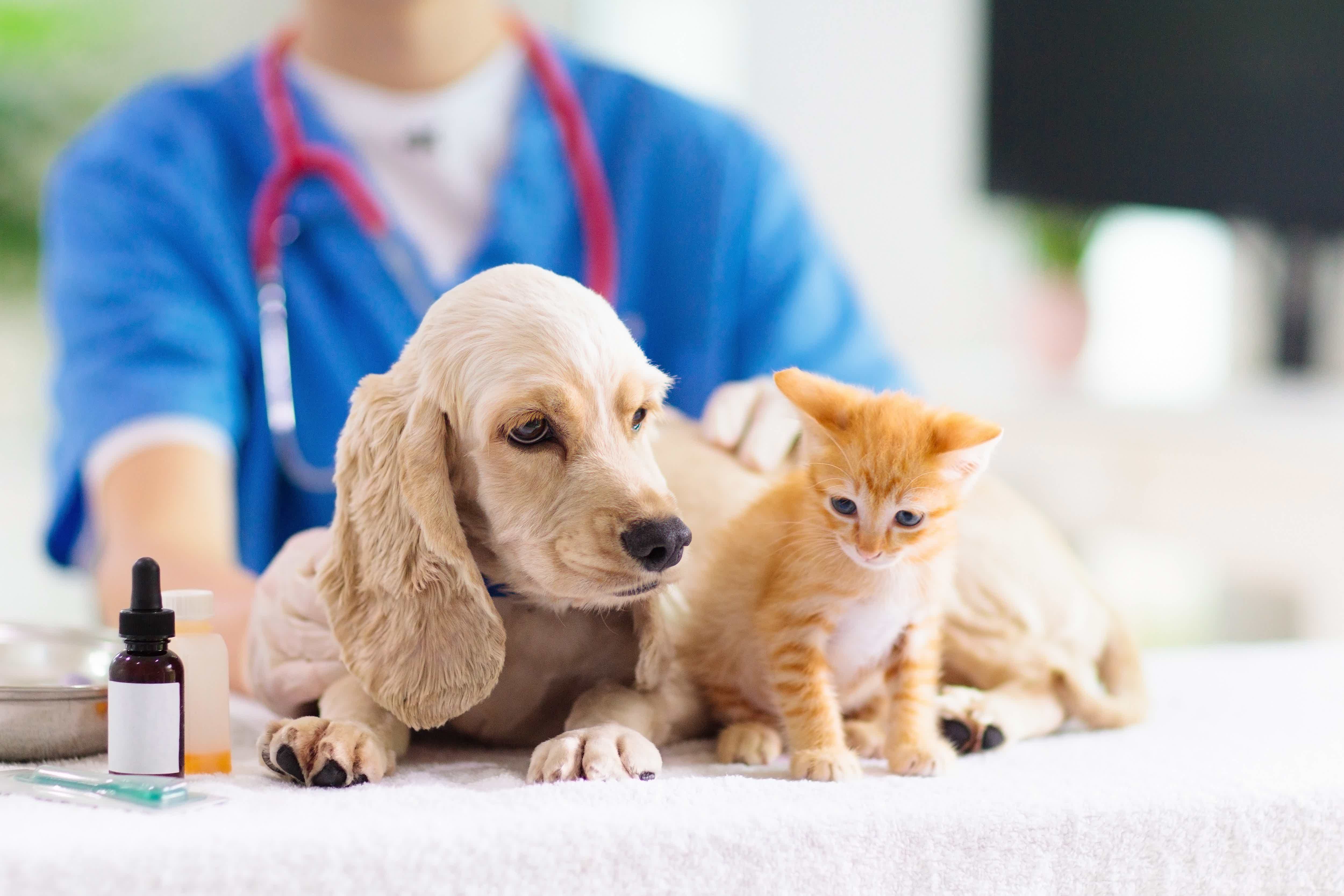 Cachorro e gato com veterinário ao fundo
