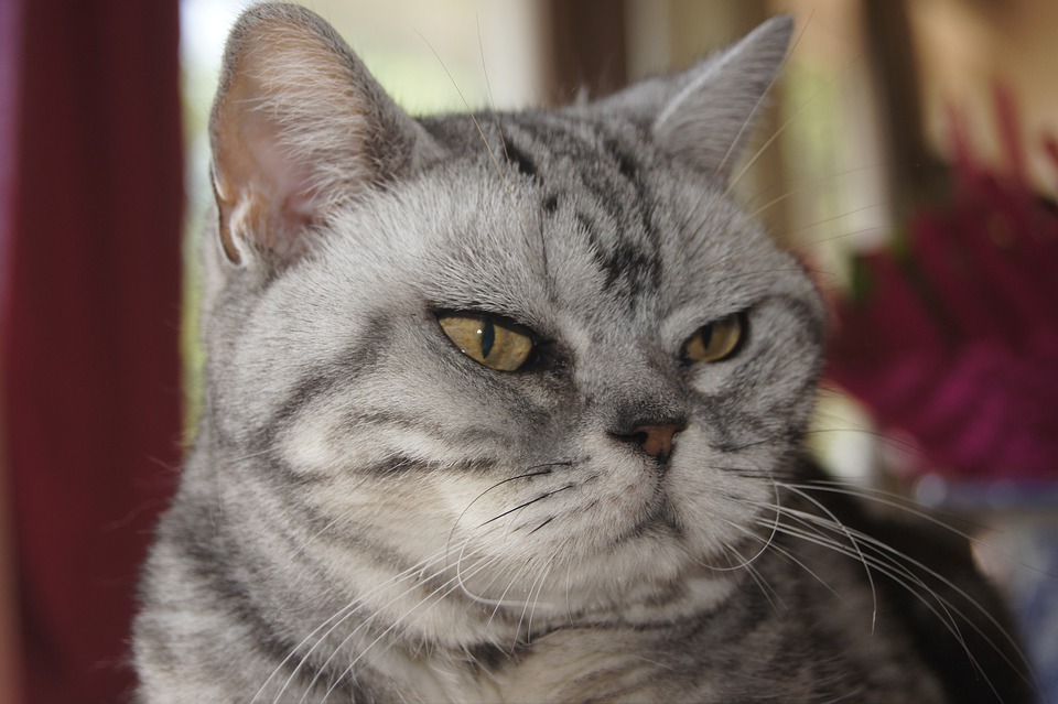 Afinal, você conhece o gato de Pelo Curto Americano? Fonte: Pixabay.