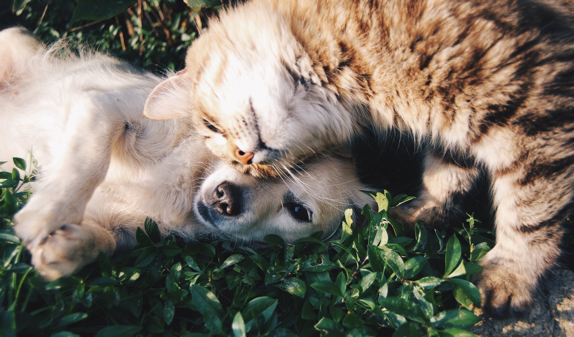 Cão e gato na grama