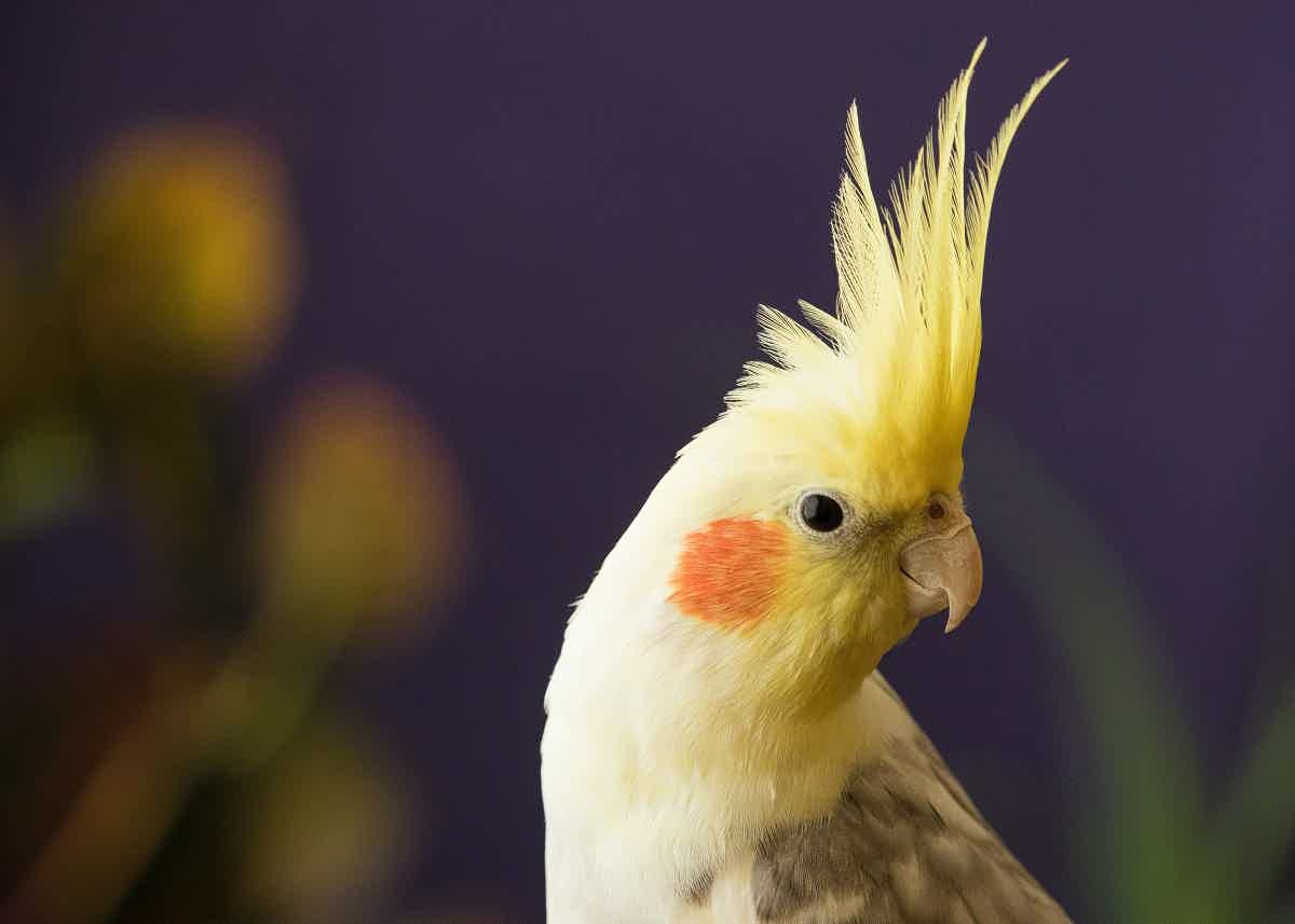 Então, quanto custa uma ave calopsita? Fonte: Unsplash.
