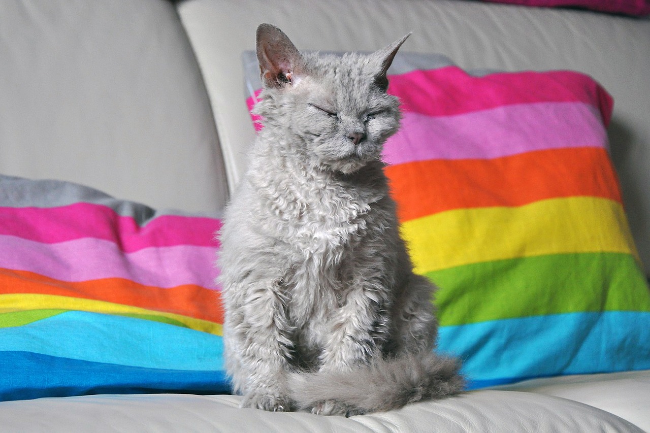 Então, você já conhece o gato Selkirk Rex? Fonte: Pixabay.