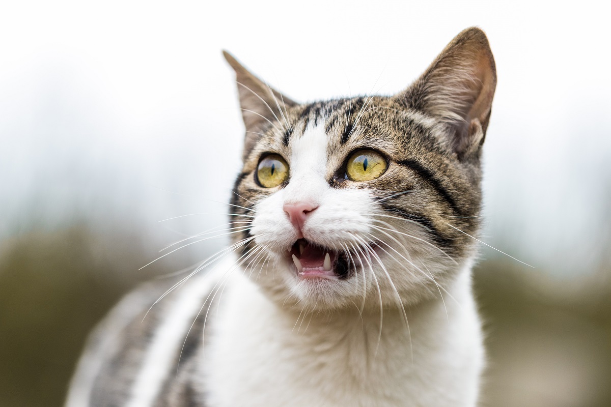 Ambientes fechados, barulho e sujeira são algumas situações que os gatos detestam. Fonte: Unsplash.