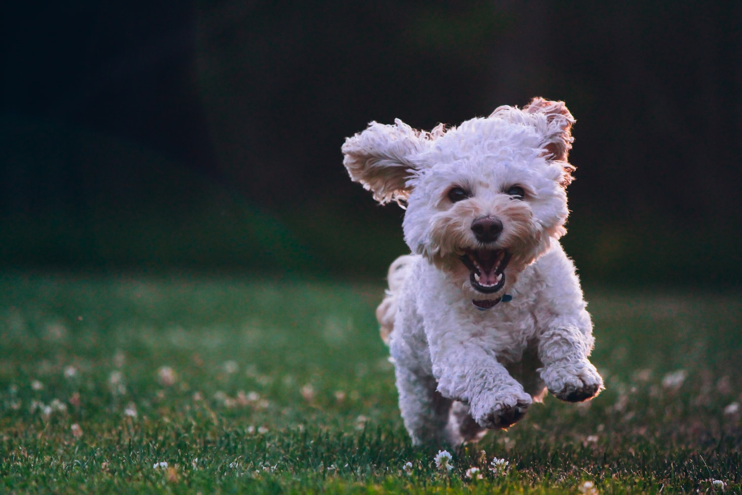 cachorro branco correndo na grama