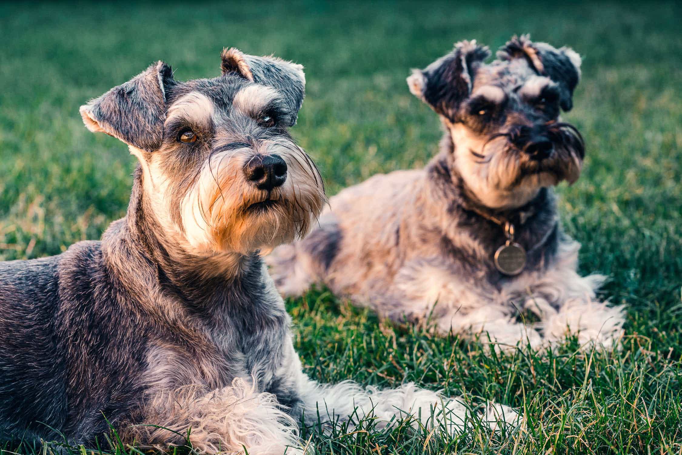 Conheça tudo sobre essa raça de cachorro. Fonte: Pexels.