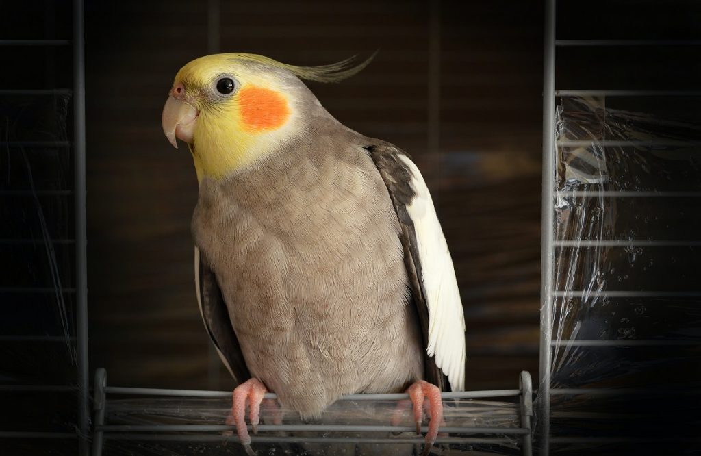 Gaiolas de metal são mais seguras e fortes para proteger os pássaros. Fonte: Unsplash.