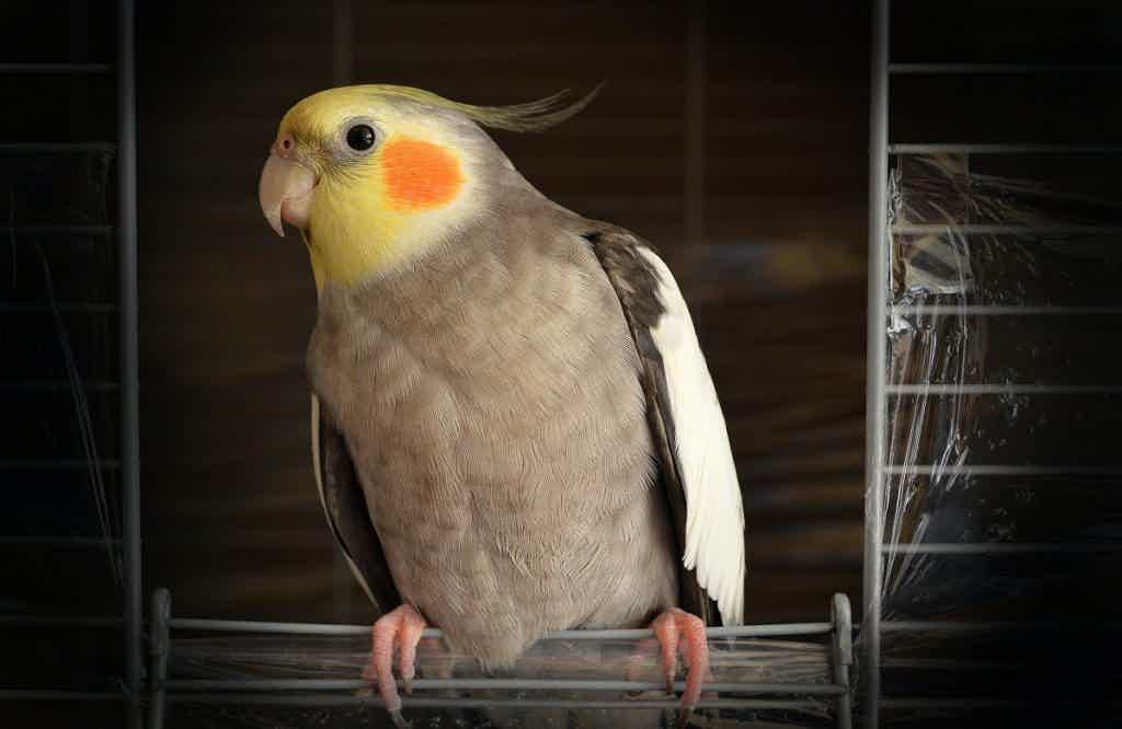Gaiolas de metal são mais seguras e fortes para proteger os pássaros. Fonte: Unsplash.