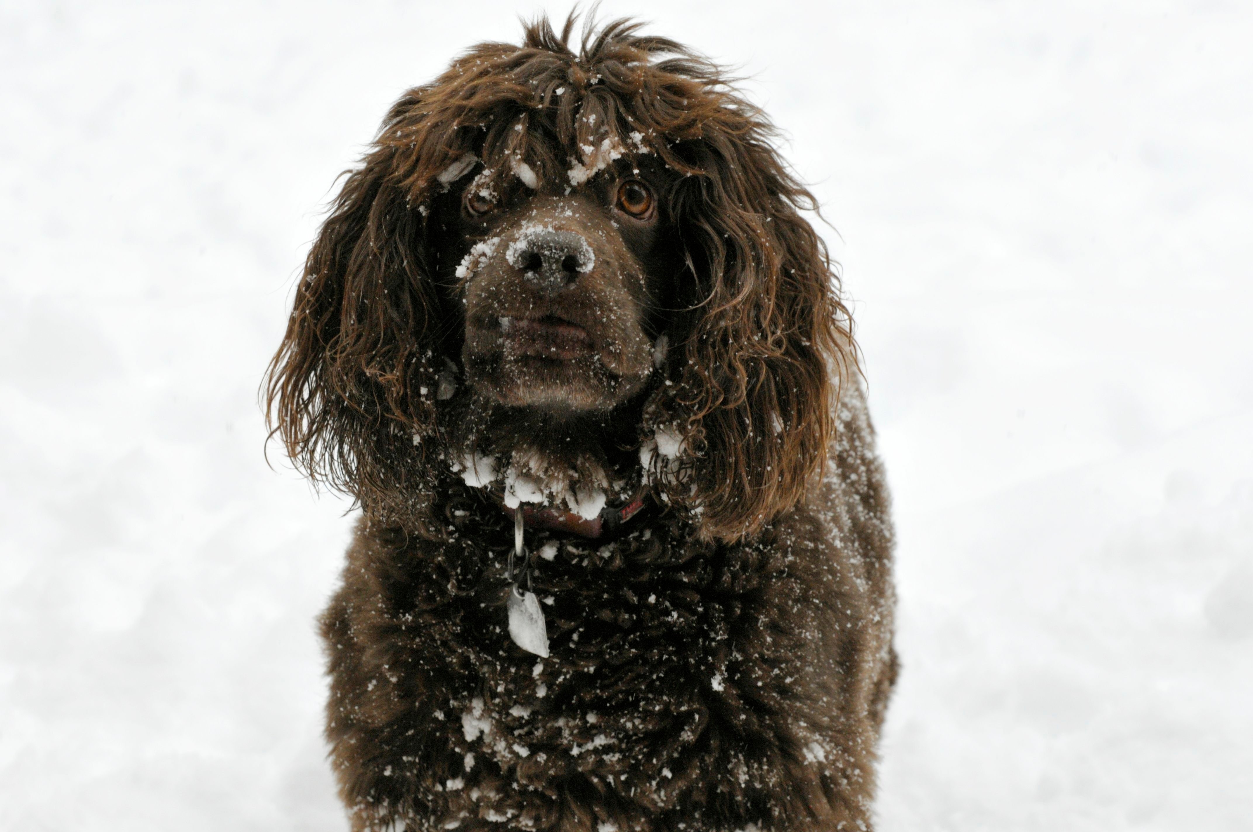 Conheça a raça de cachorro Boykin Spaniel. Fonte: AdobeStock.