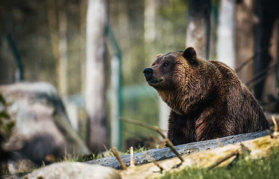 Urso na floresta