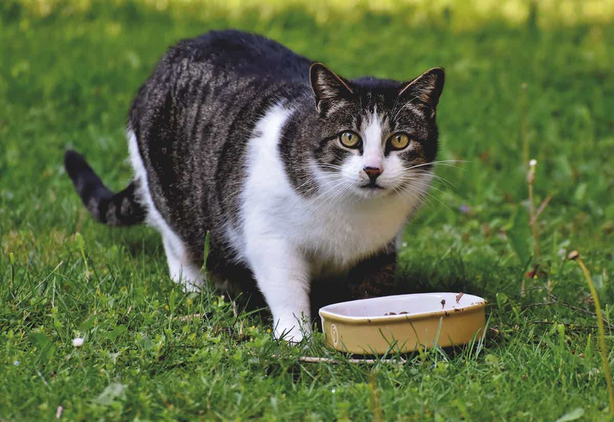 Saiba como propiciar a alimentação natural ao seu gato com problemas nos rins. Fonte: Pexels.