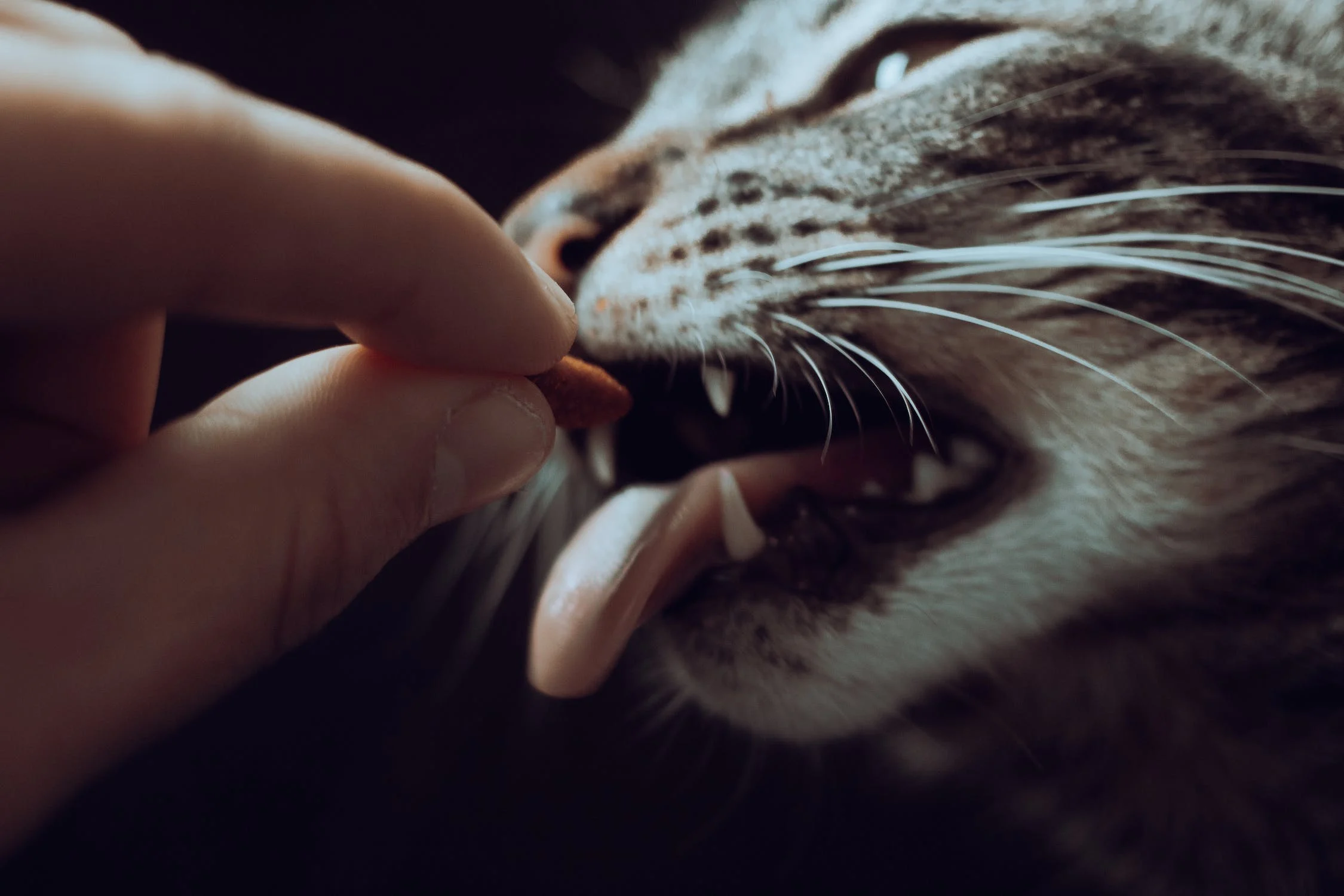 Conheça as marcas ideais para ração do seu gato! Fonte: Pexels.