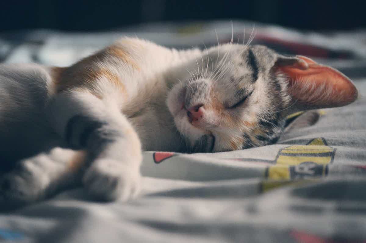 Percebeu que seu gato está agitado e não te deixa dormir? Saiba os motivos. Fonte: Pexels.