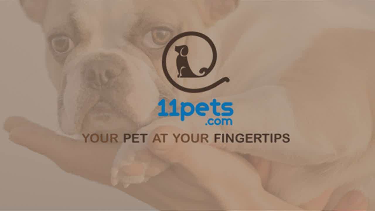 Cachorro apoiado em mão ao fundo do logo do app