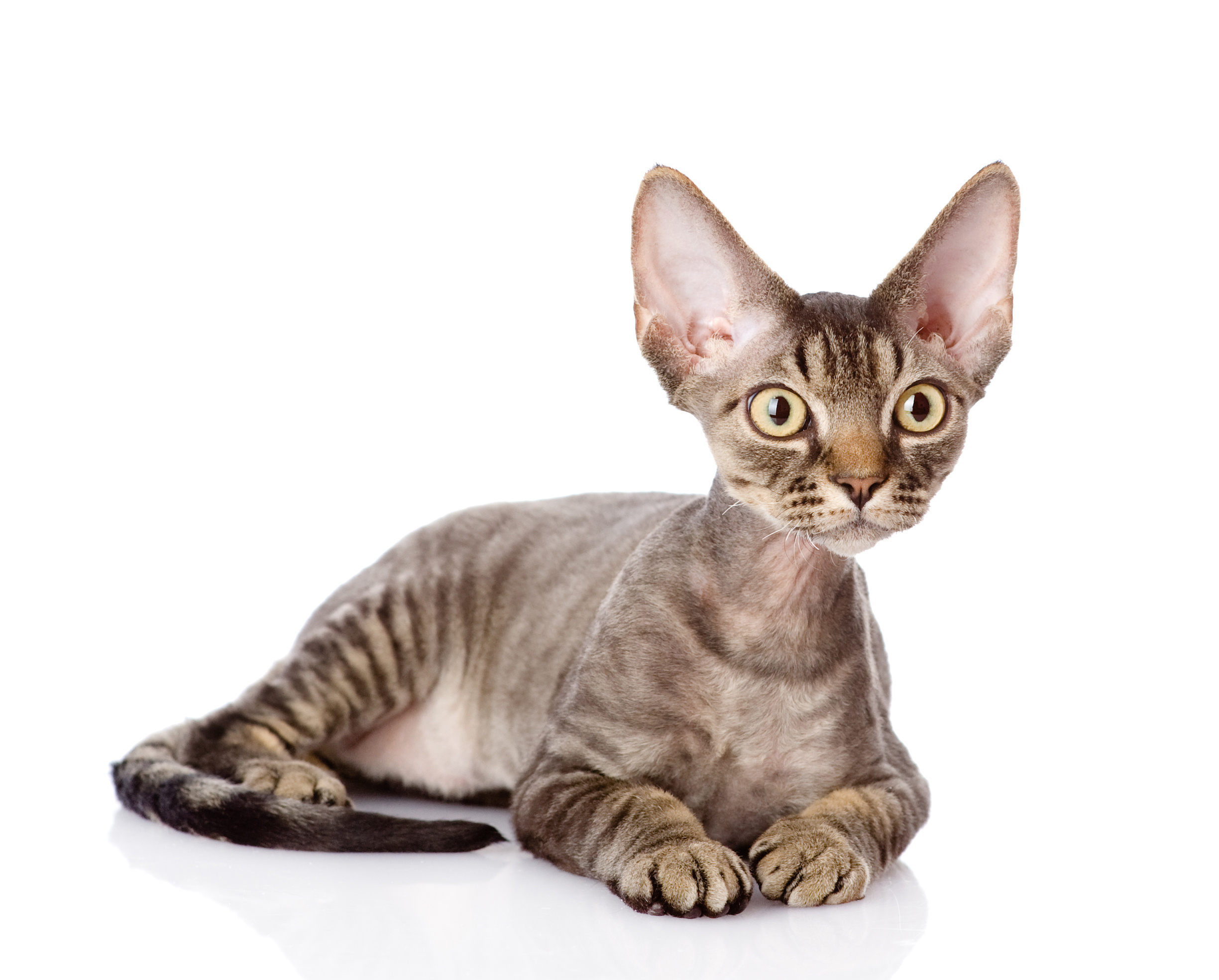 Conheça o gato Devon Rex. Fonte: Adobe Stock.