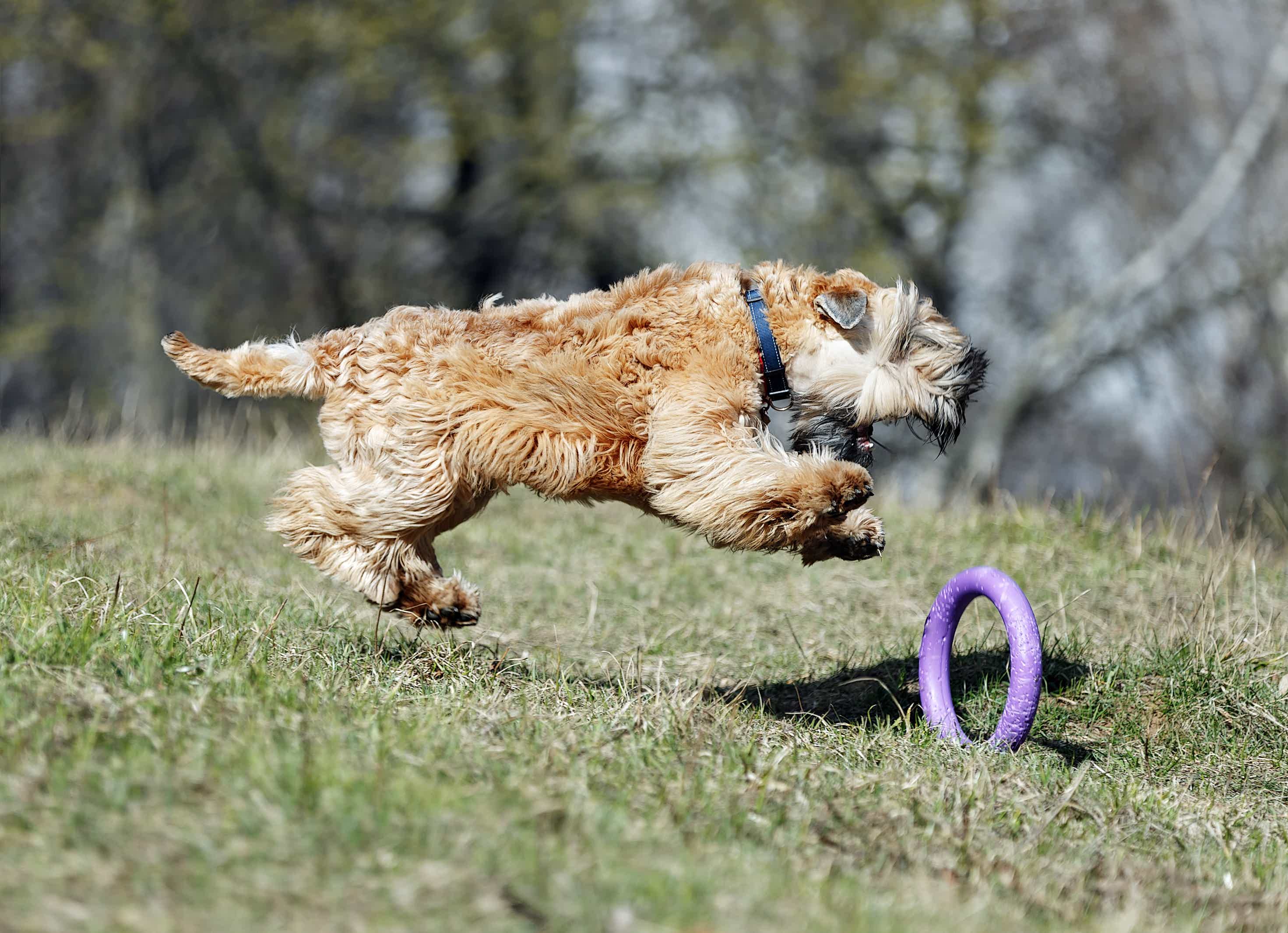 cachorro Soft Coated Wheaten Terrier brincando na grama