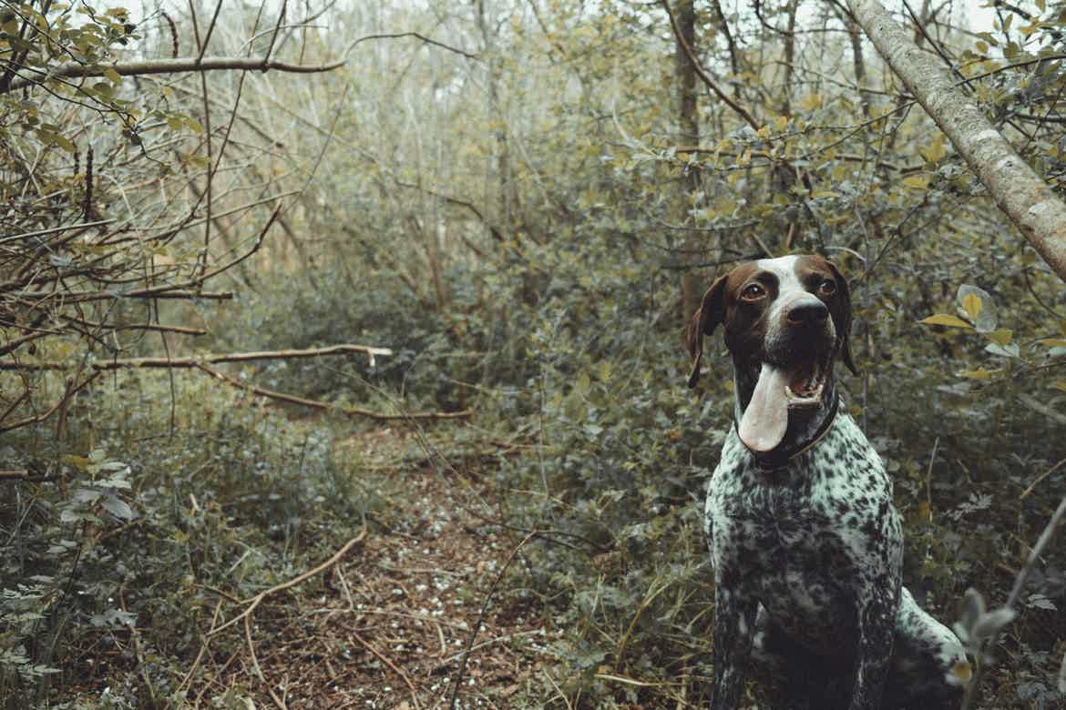 Conheça a raça de cachorro Braco Alemão. Fonte: Unsplash.