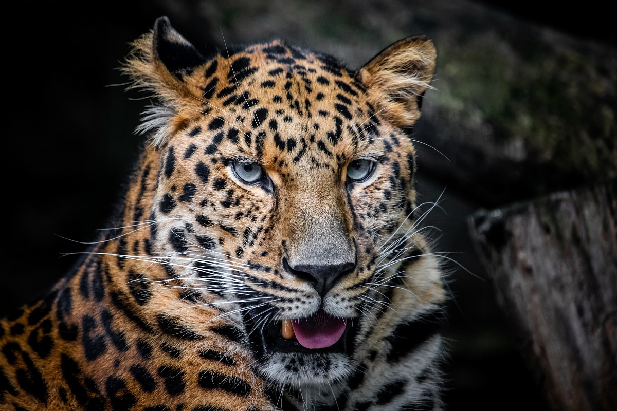 Leopardo-de-amur está ameaçado de extinção. Fonte: AdobeStock.
