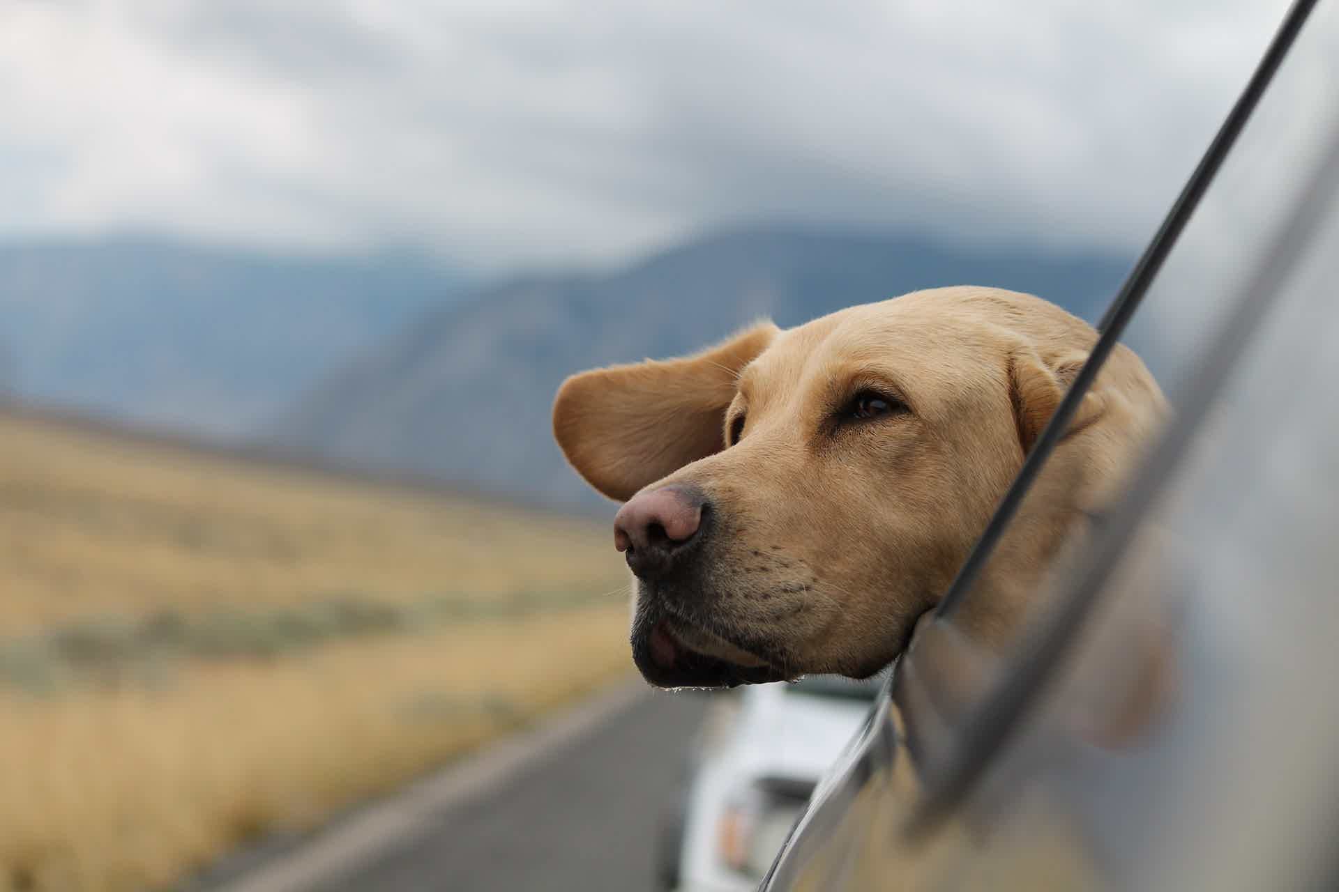 Cachorro ansioso em viagens