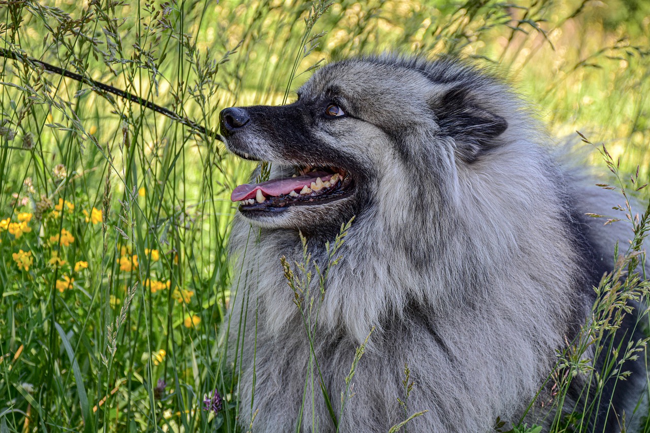 Conheça a raça de cachorro Keeshond. Fonte: Pexels.