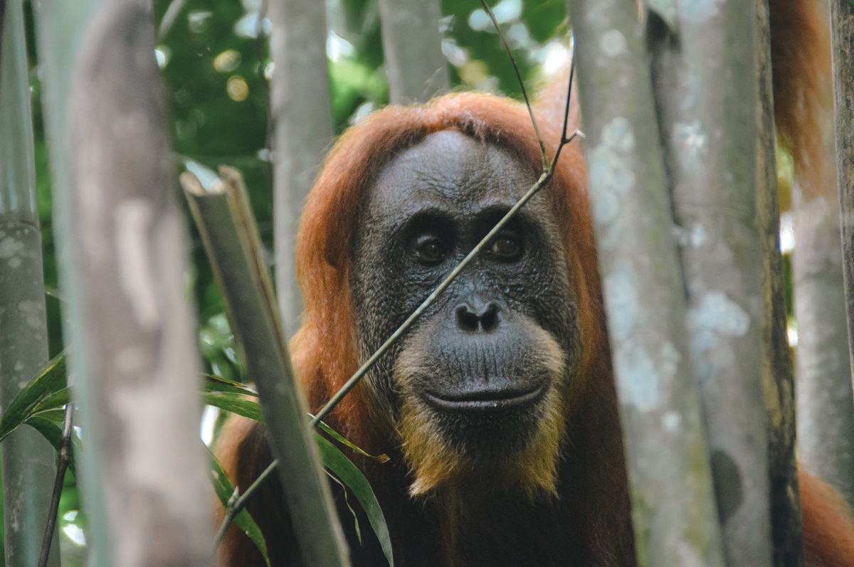 Uma espécie de orangotango está entre os animais. Fonte: AdobeStock.