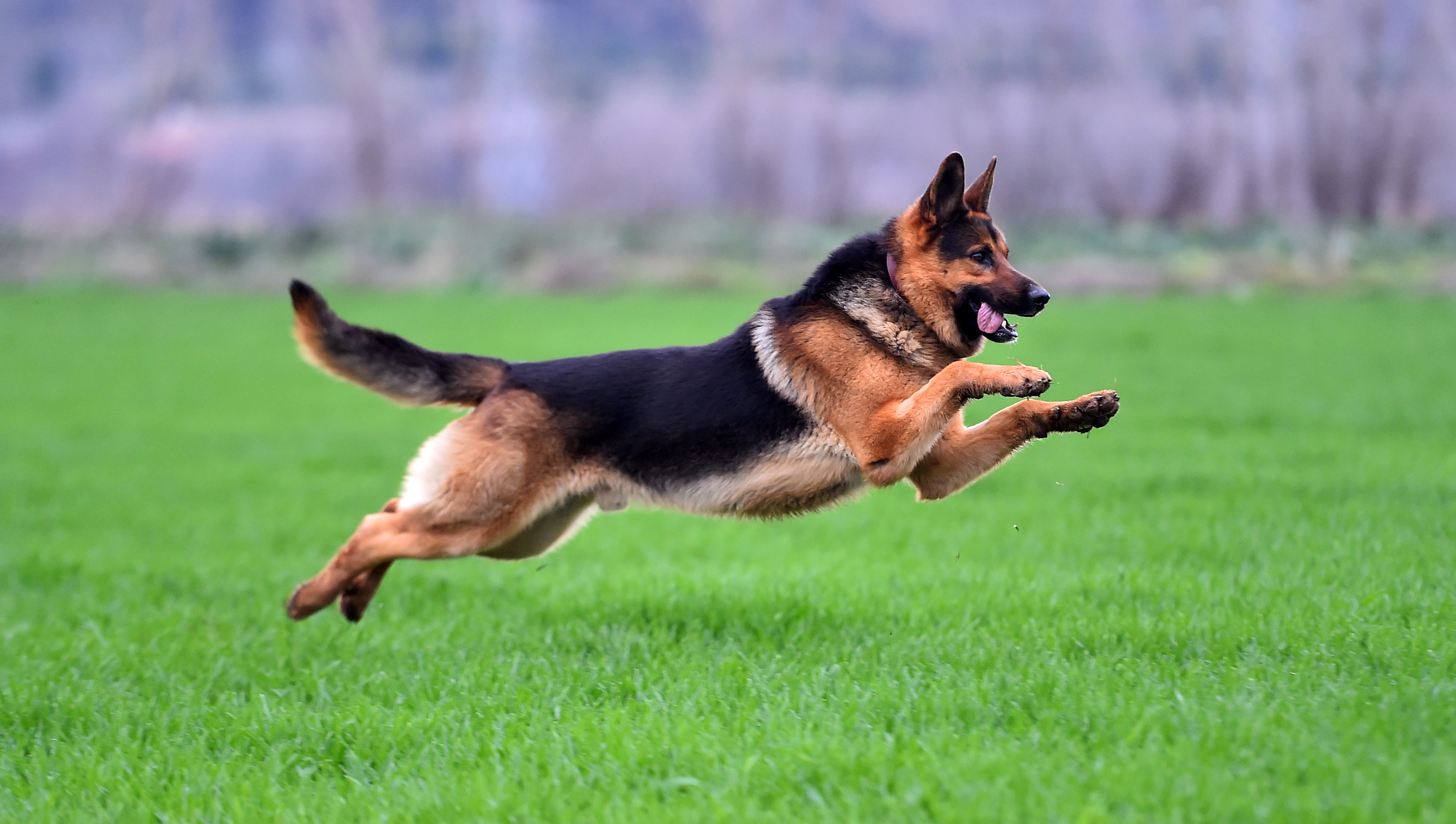 Então, conheça tudo sobre essa raça de cachorro! Fonte: AdobeStock.
