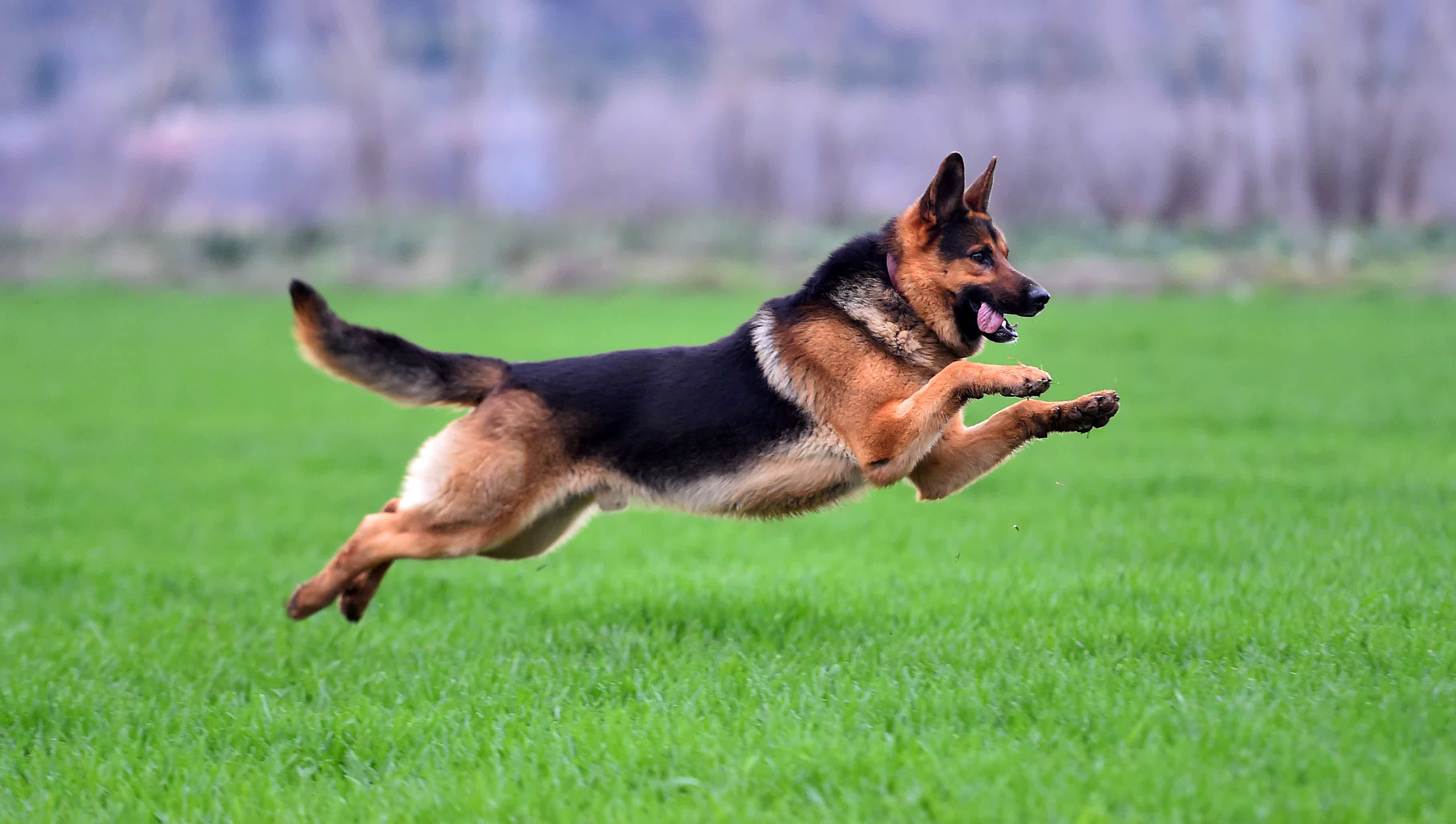 Cachorro Pastor Alemão saltando