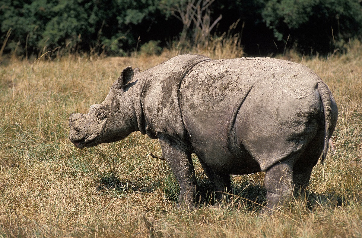 Rinoceronte-de-sumatra é o mais primitivo. Fonte: AdobeStock.