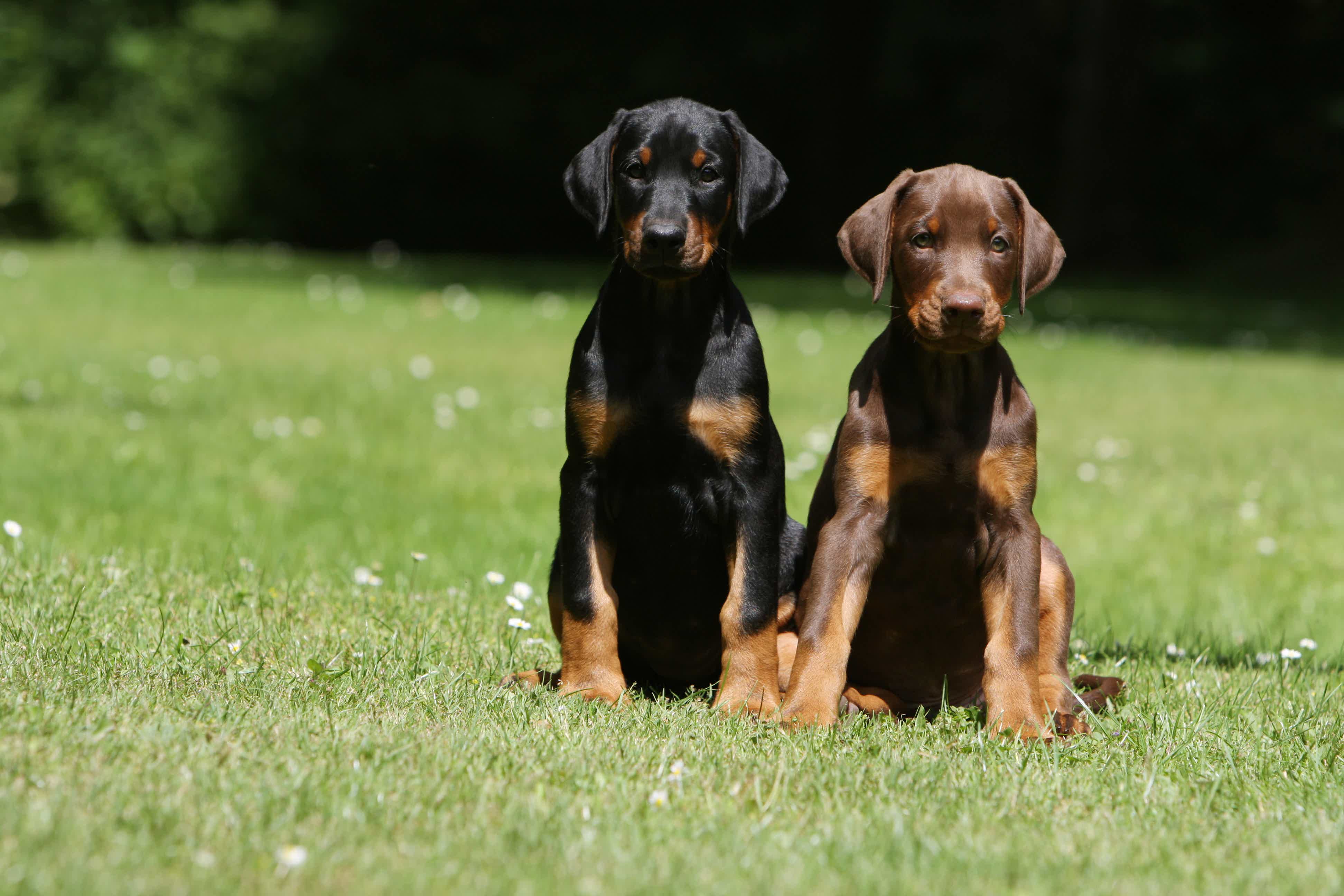 Veja como criar seu Dobermann! Fonte: AdobeStock.