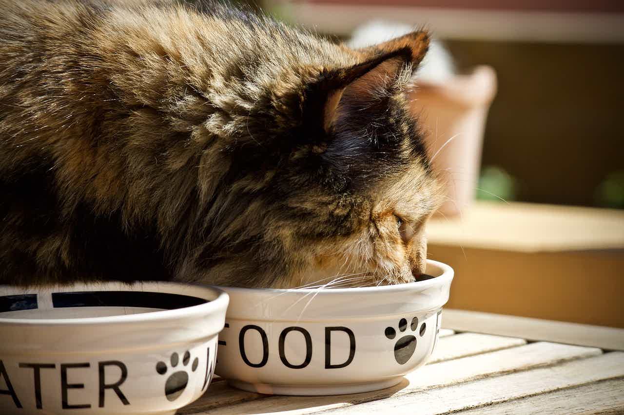 Armazenamento de alimento para gatos