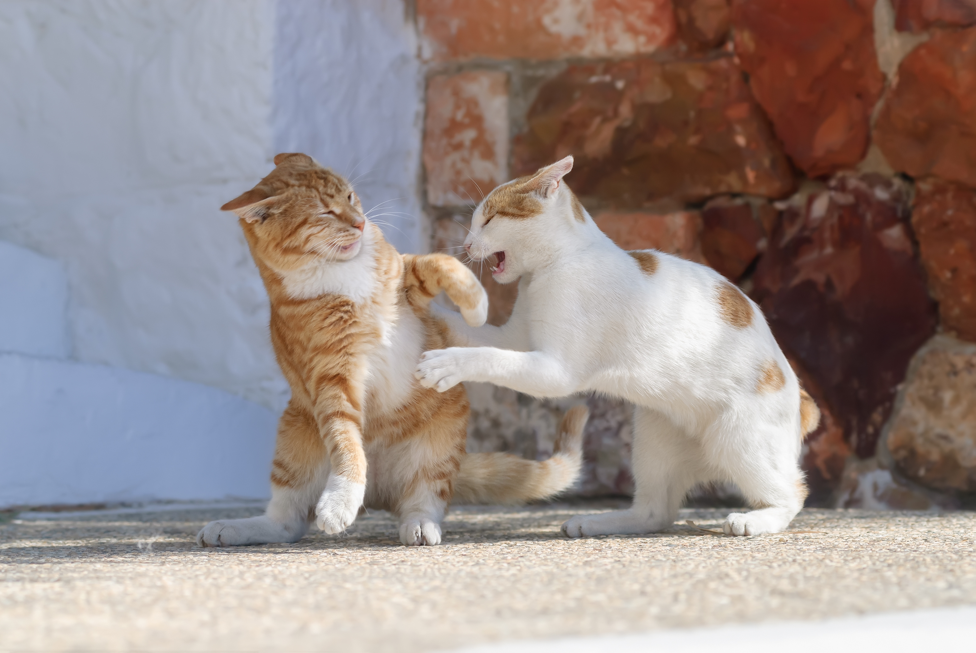 Entenda se os seus gatos adultos atacam filhotes e o porquê fazem isso! Fonte: AdobeStock.