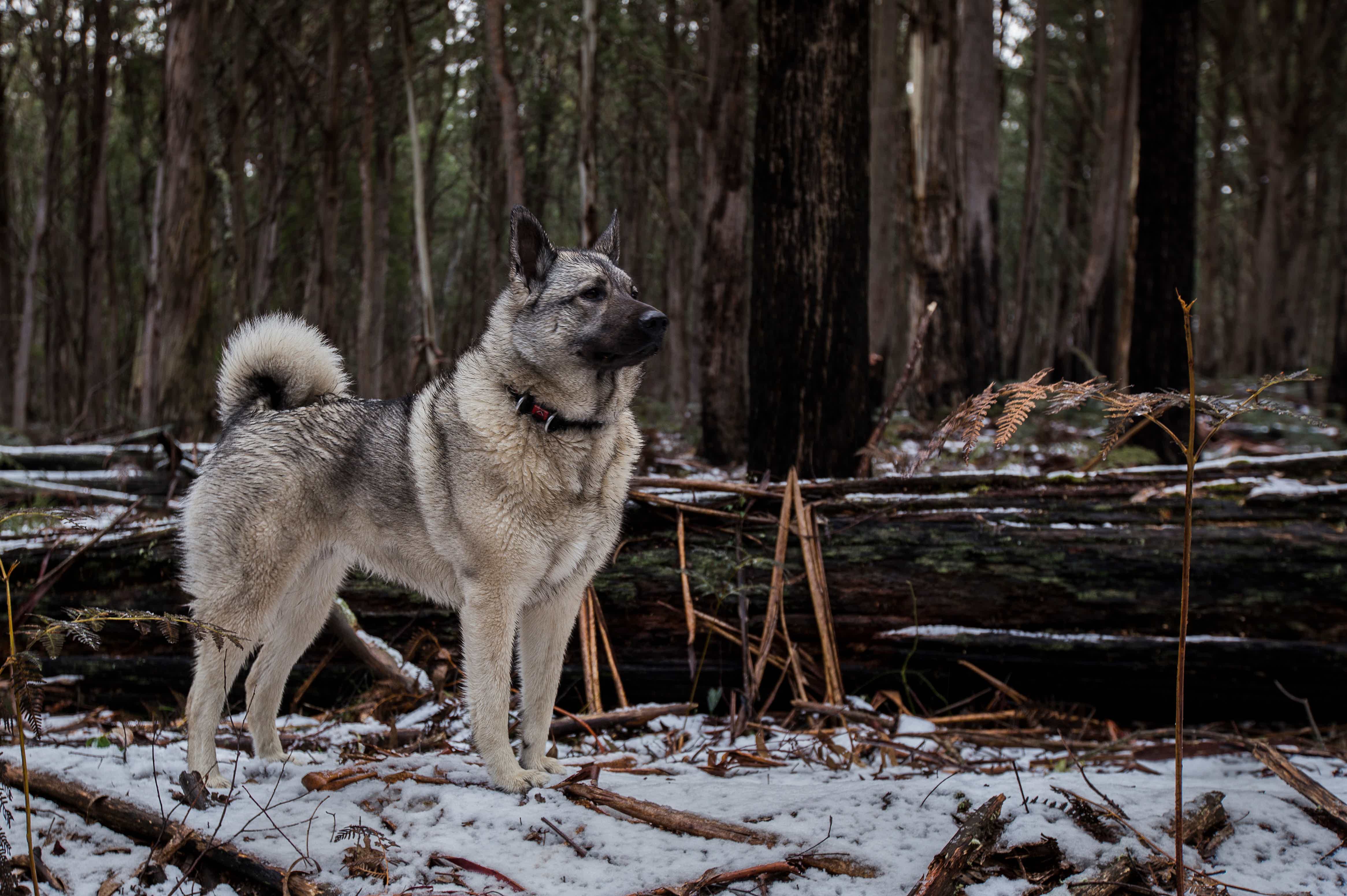 Então, conheça o Elkhound Norueguês. Fonte: AdobeStock.