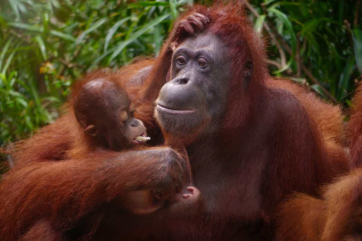 Orangotango-de-sumatra segurando filhote no colo