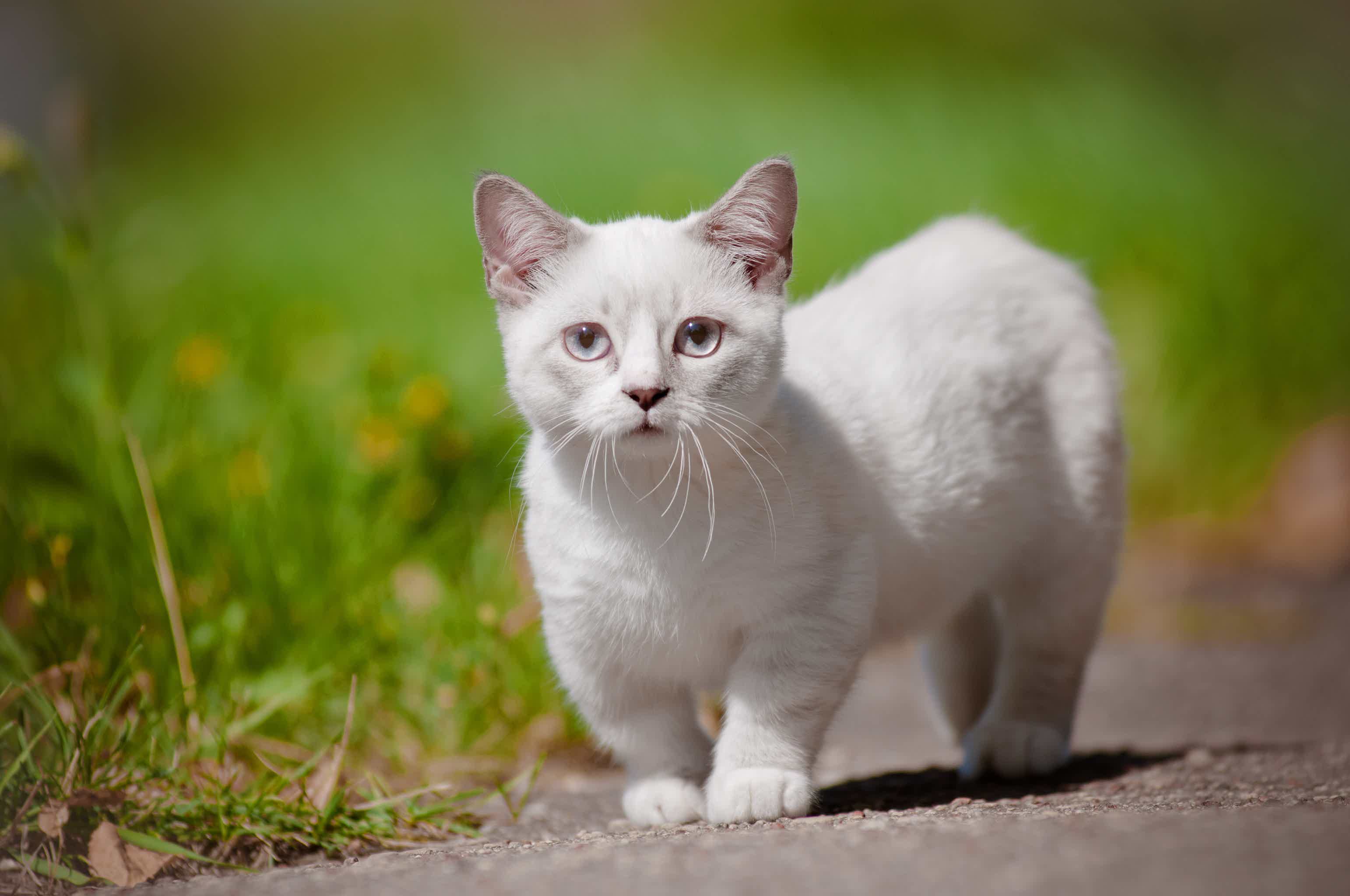 Afinal, quais as características de um gato com nanismo? Fonte: AdobeStock.