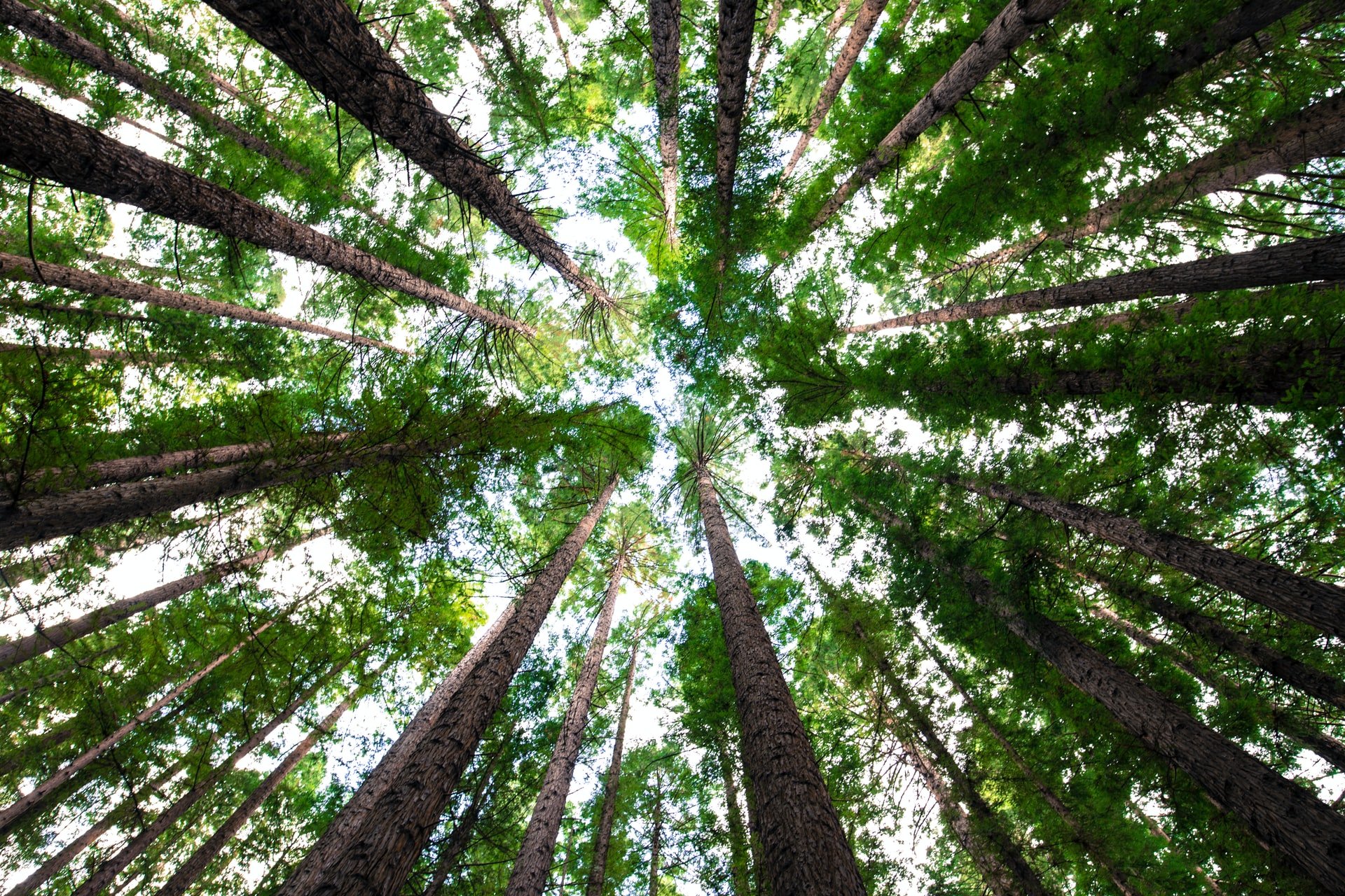 You can help plant trees while using the card! Source: Unsplash.