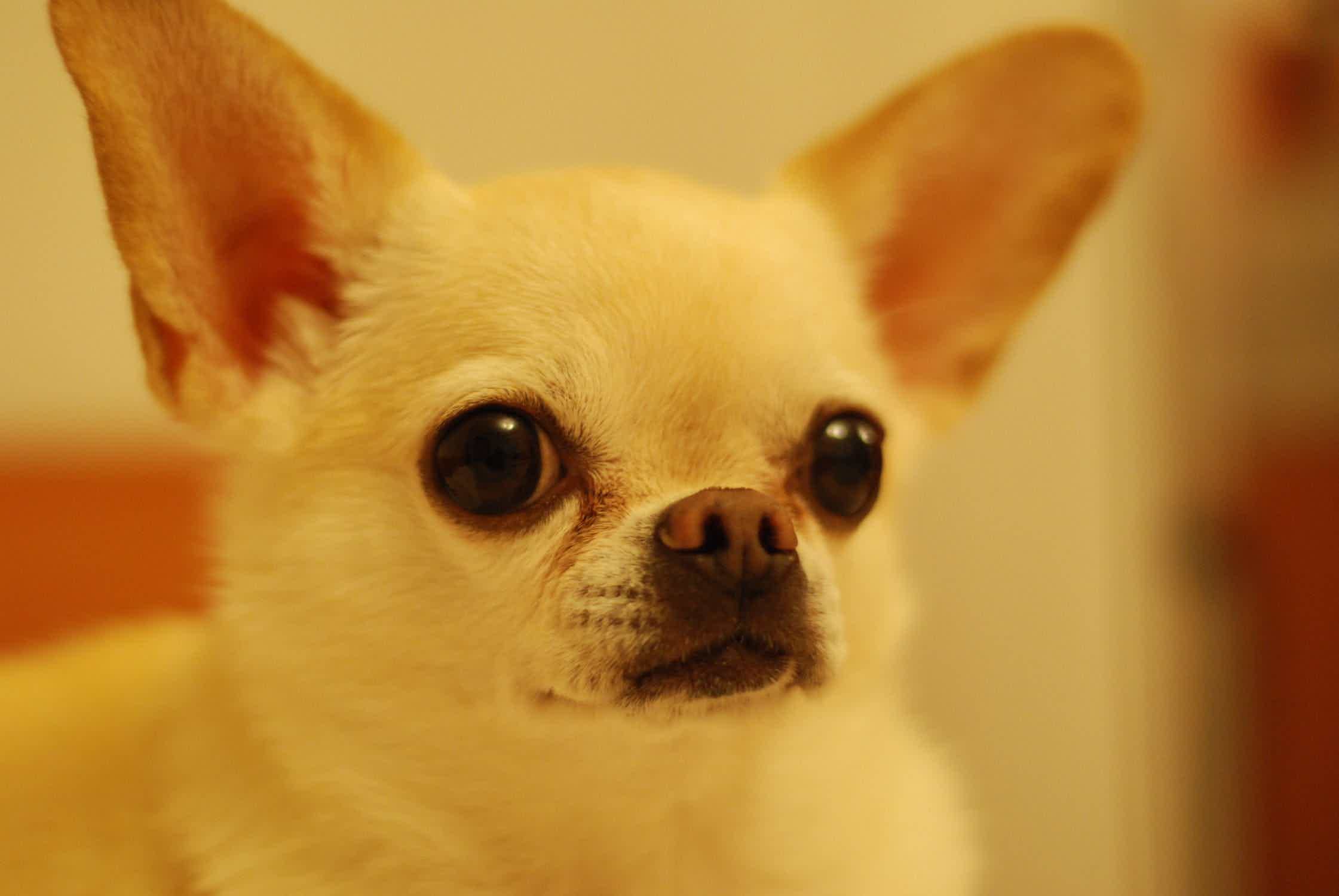 Chihuahua