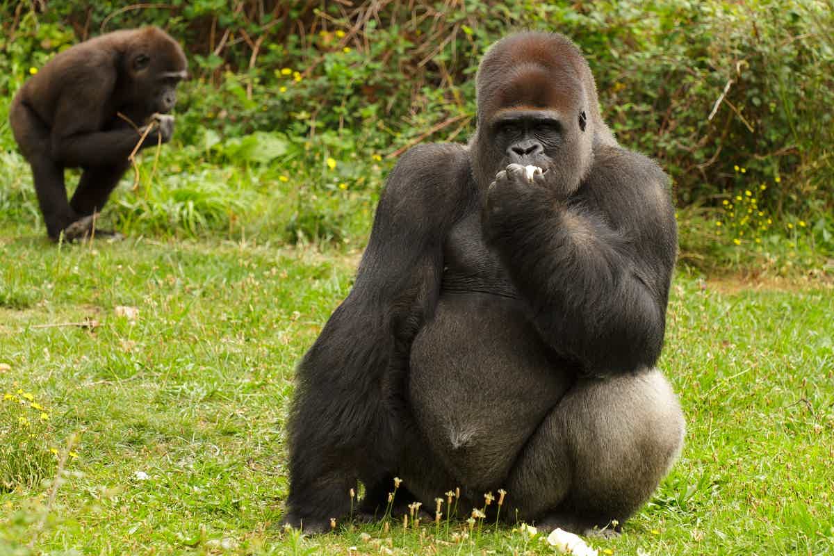 O gorila da planície ocidental vive em África. Fonte: AdobeStock.